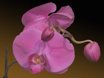 20070327181900.jpg