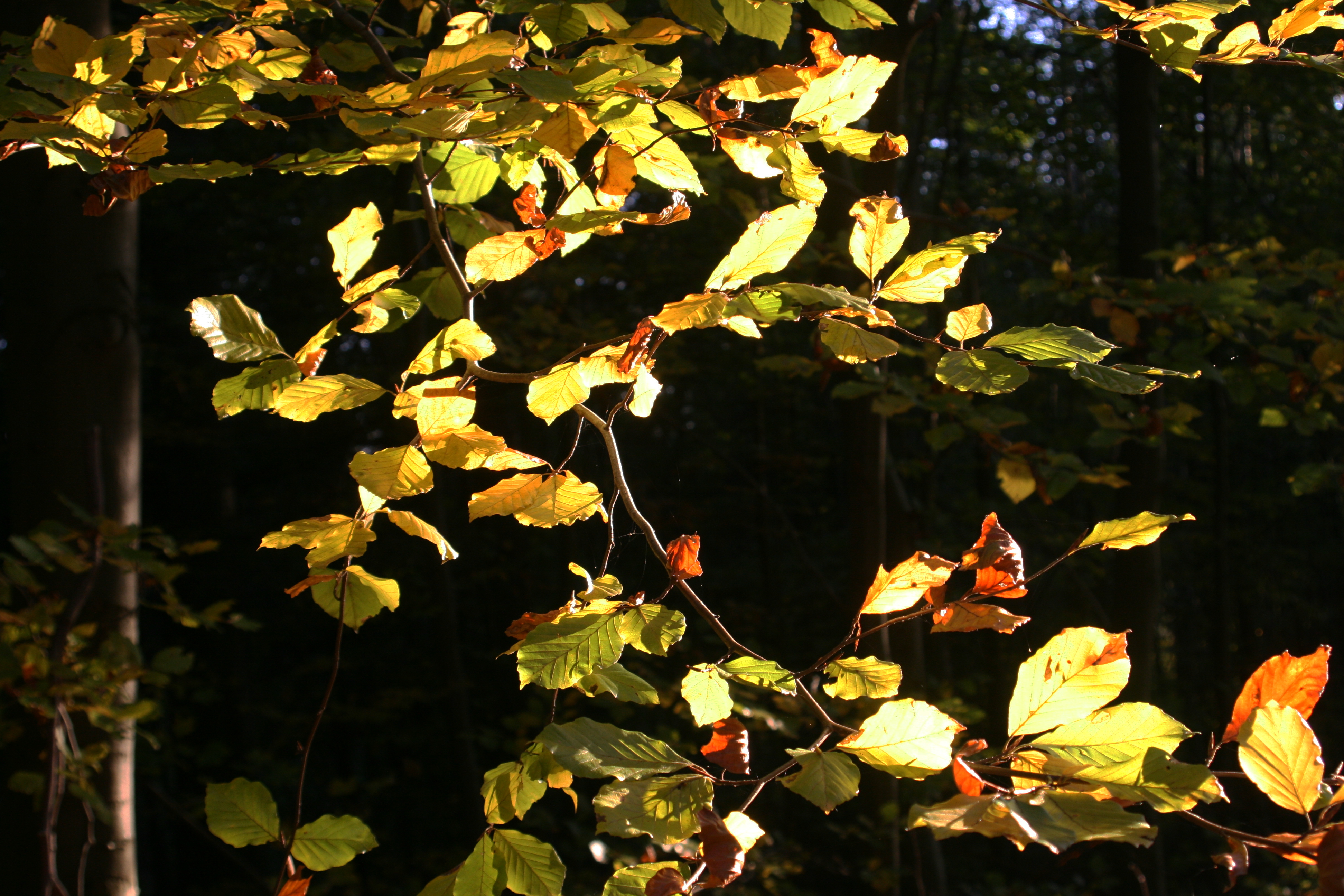 20111022171554.jpg