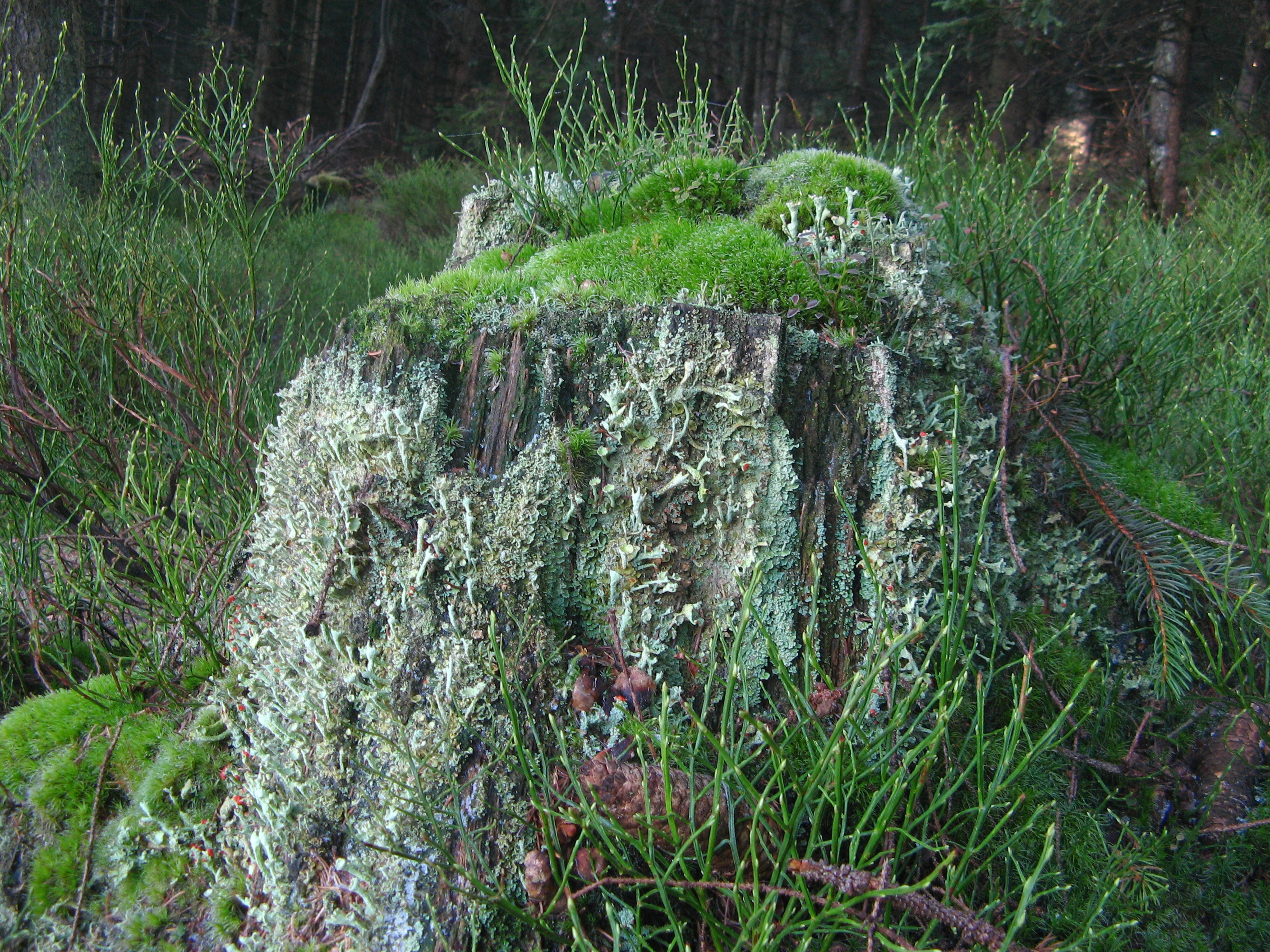 20061226140607.jpg