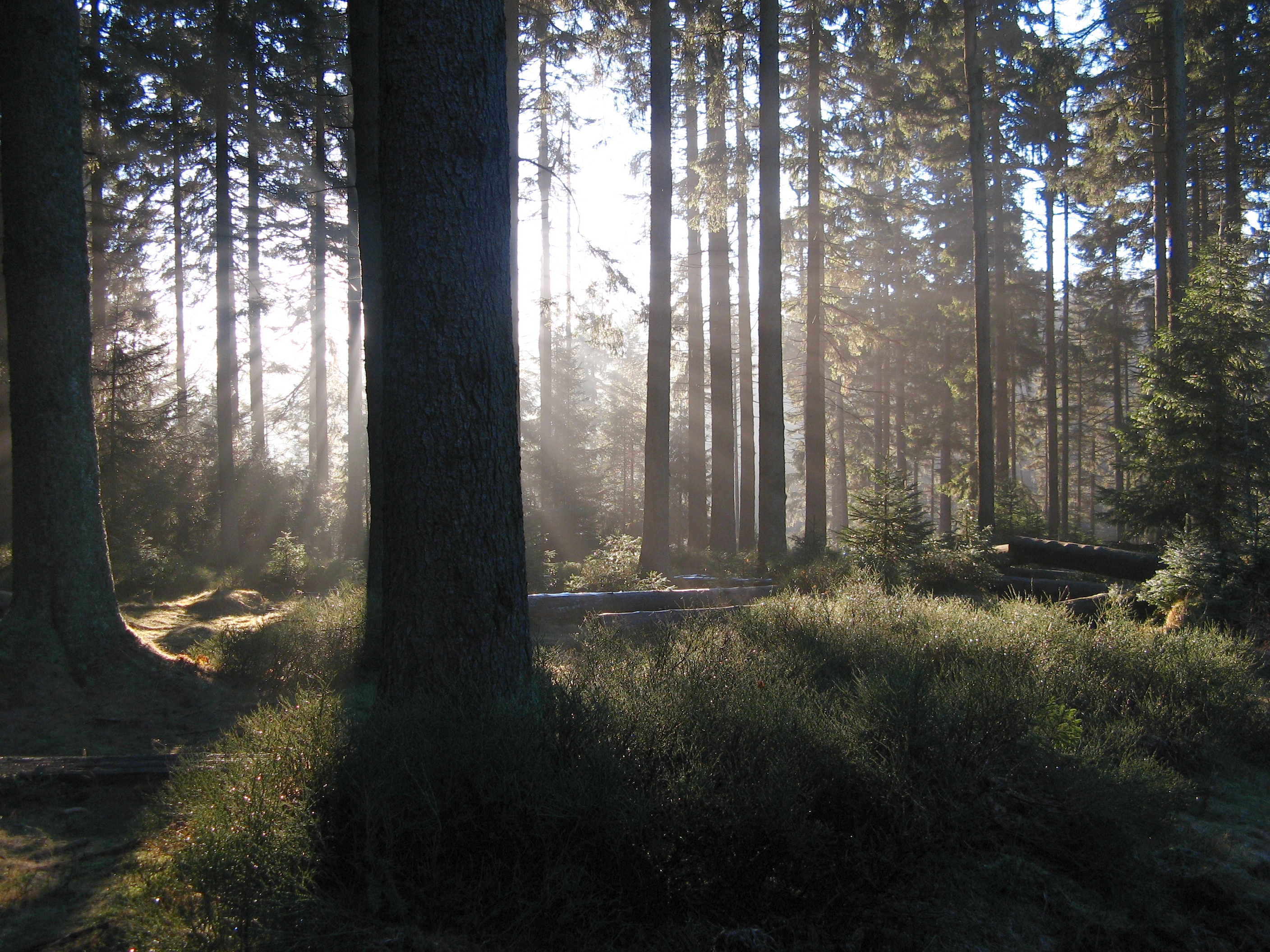 20061226145506.jpg