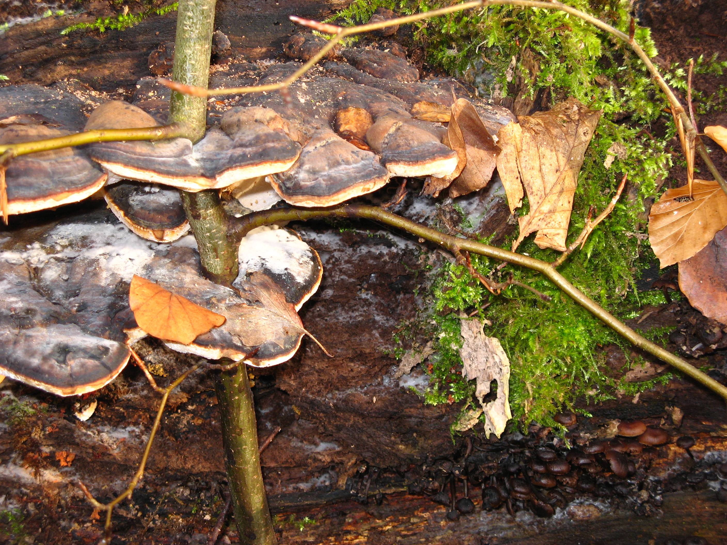 20070221082735.jpg