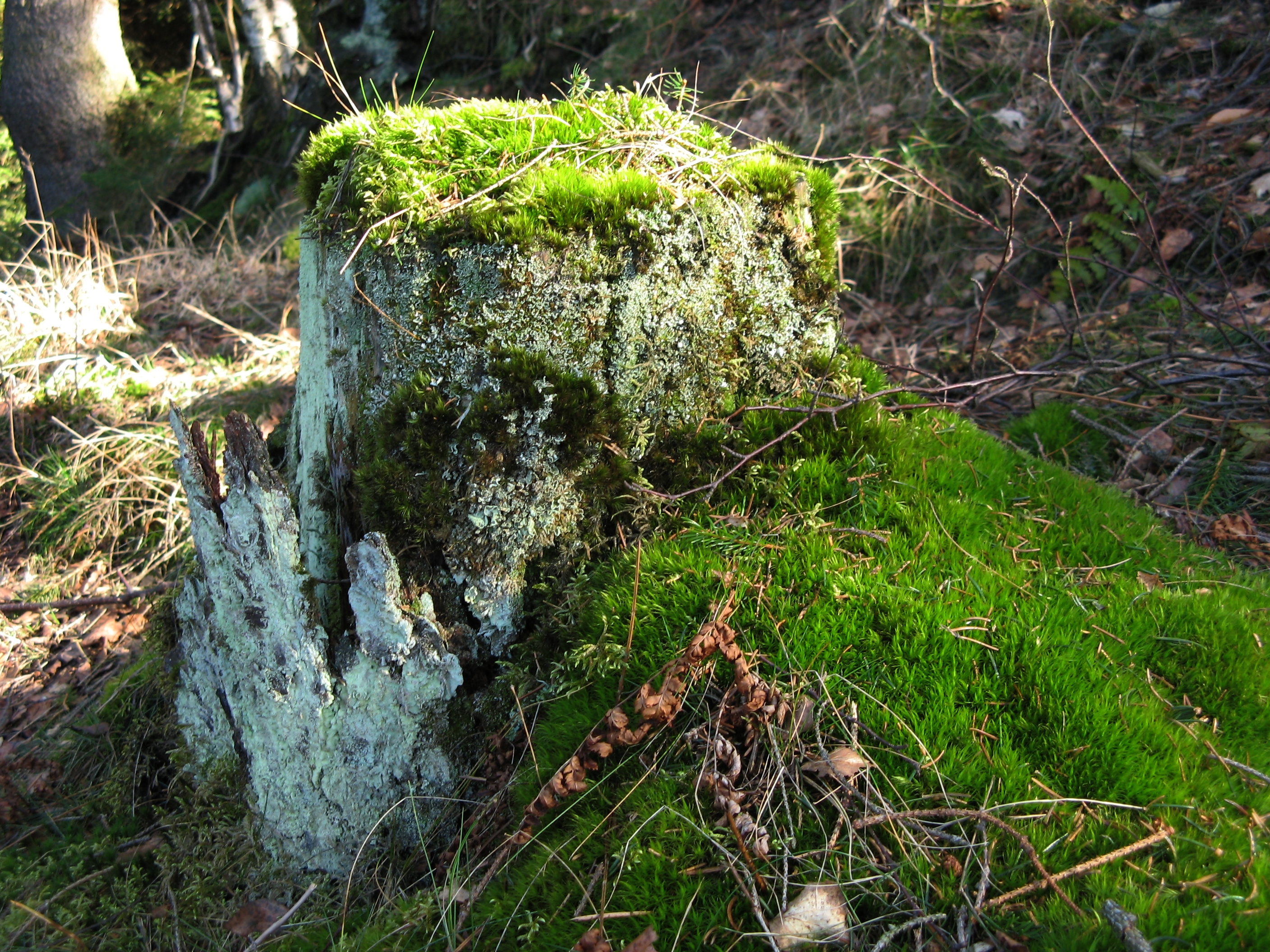 20070311145609.jpg