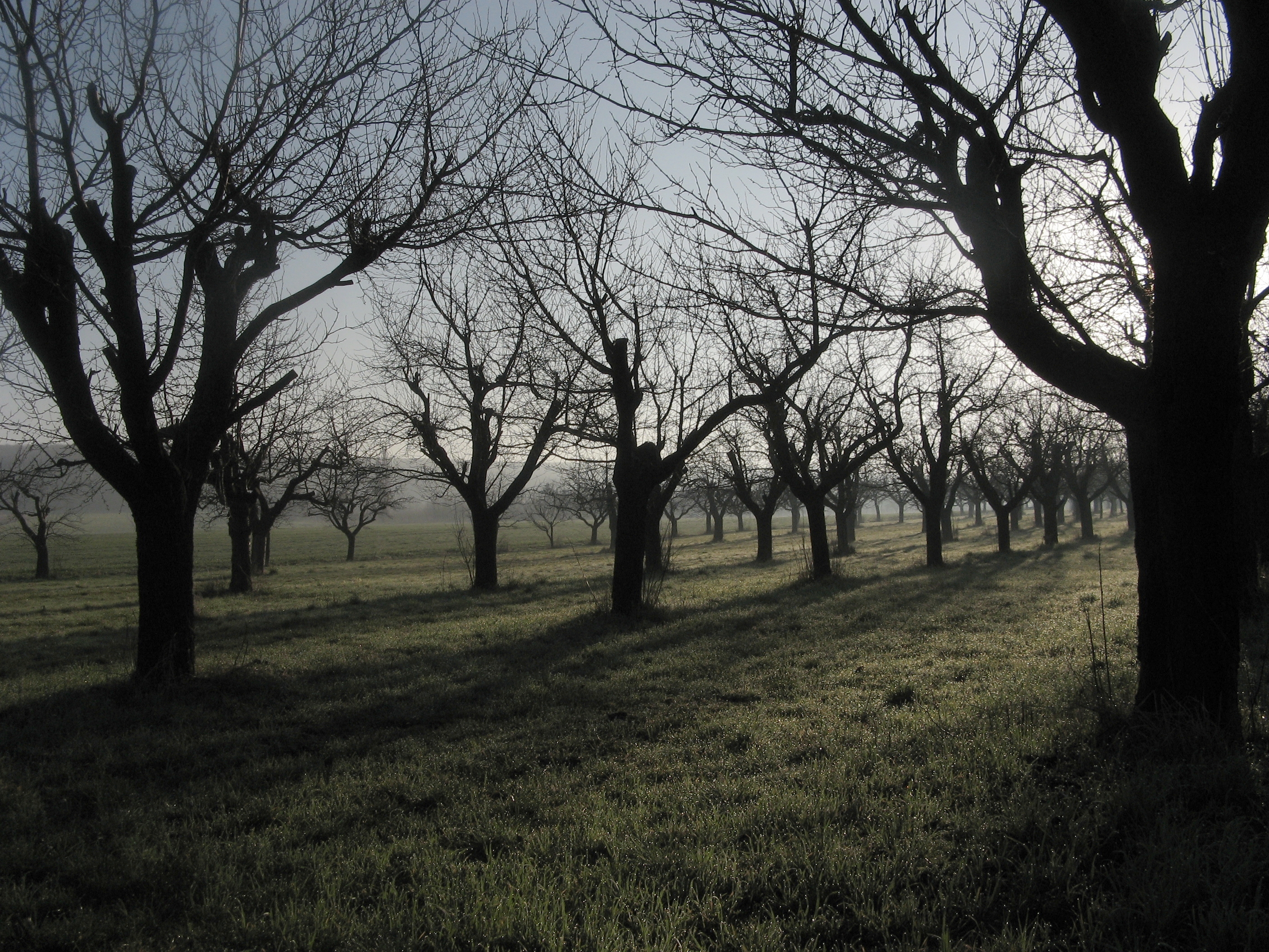 20070314075508.jpg
