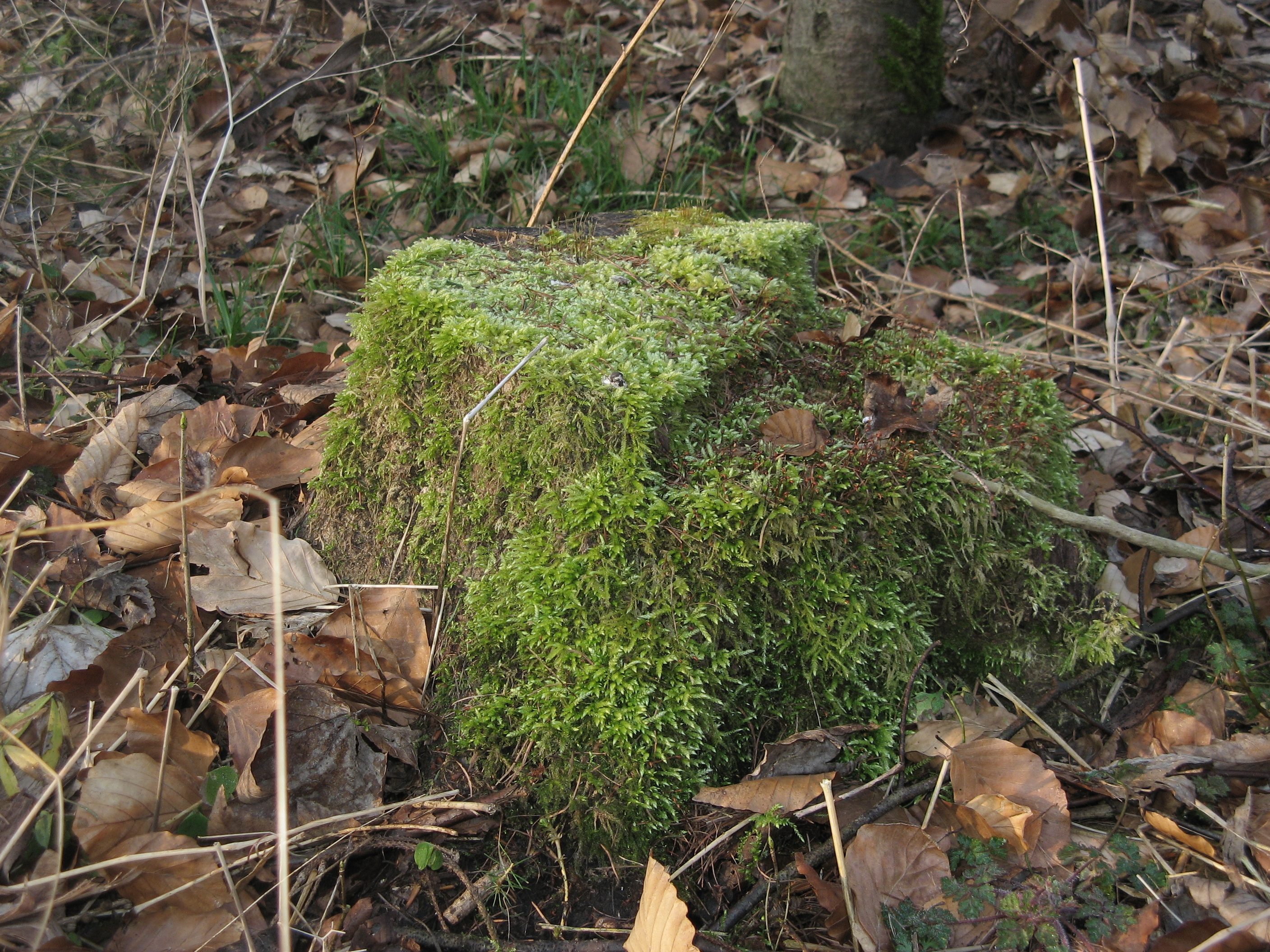 20070315080926.jpg
