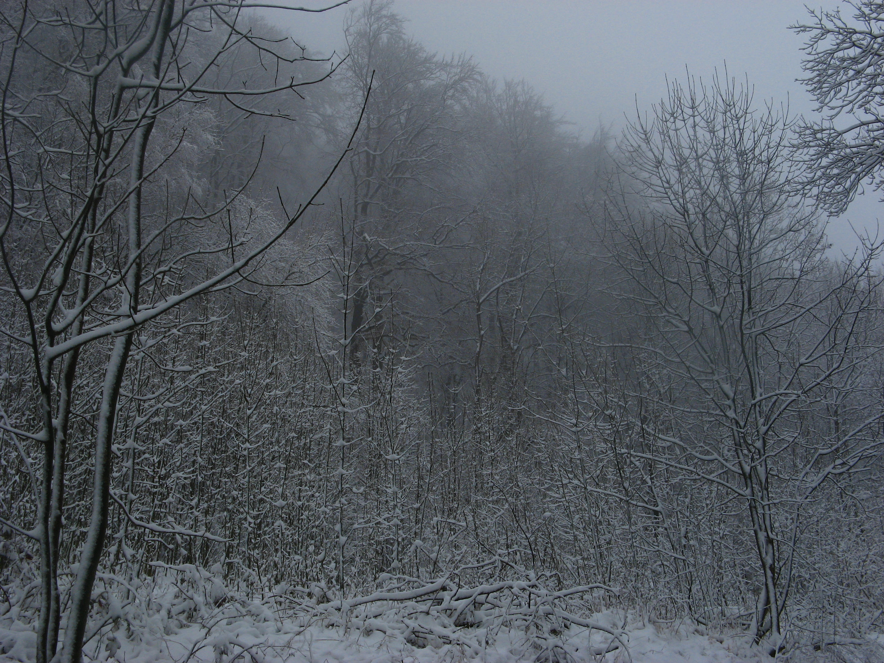 20070322080445.jpg