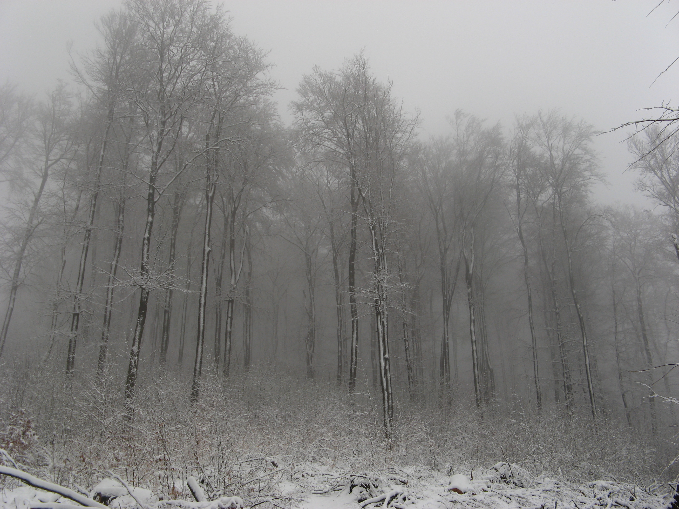 20070322081006.jpg
