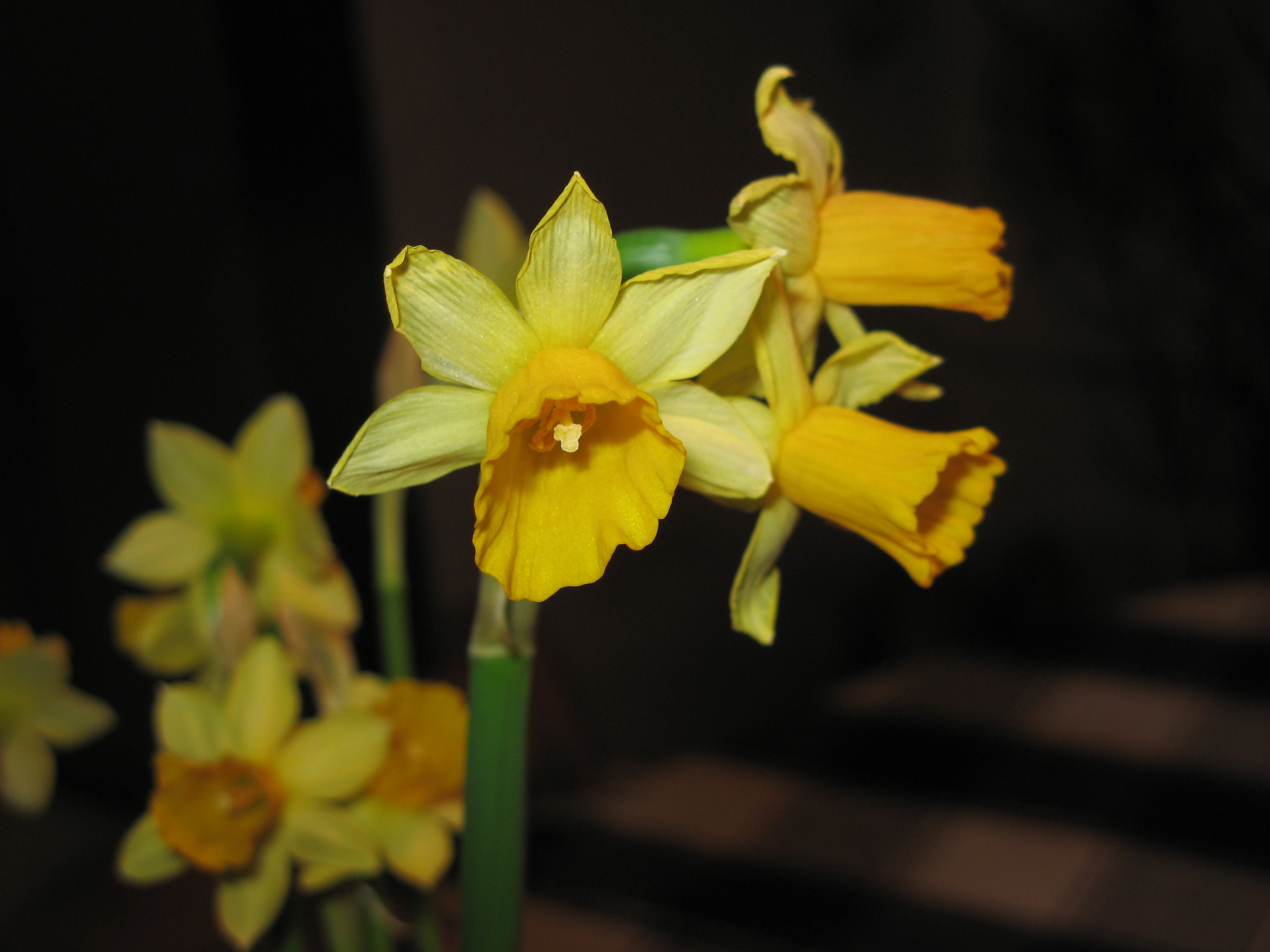 20070402215056.jpg