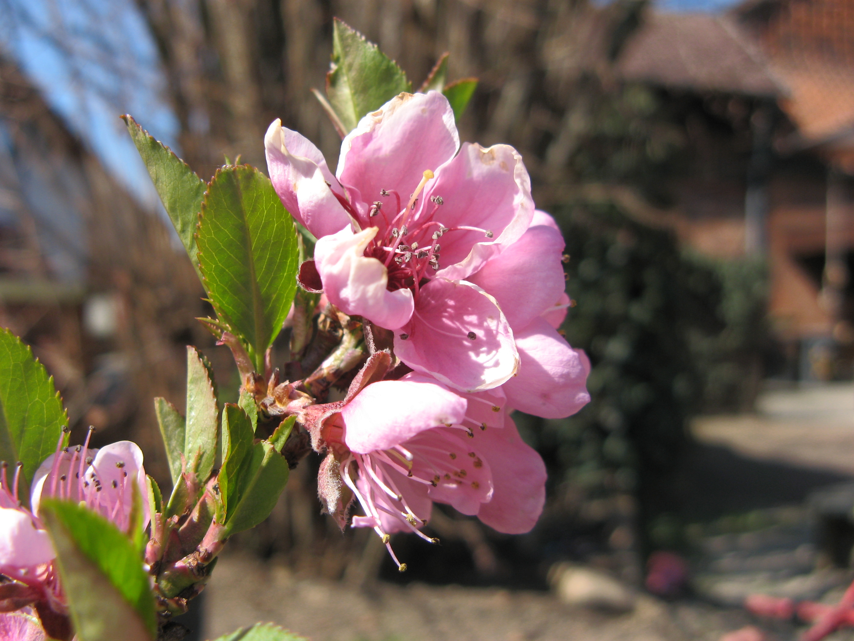 20070407125417.jpg