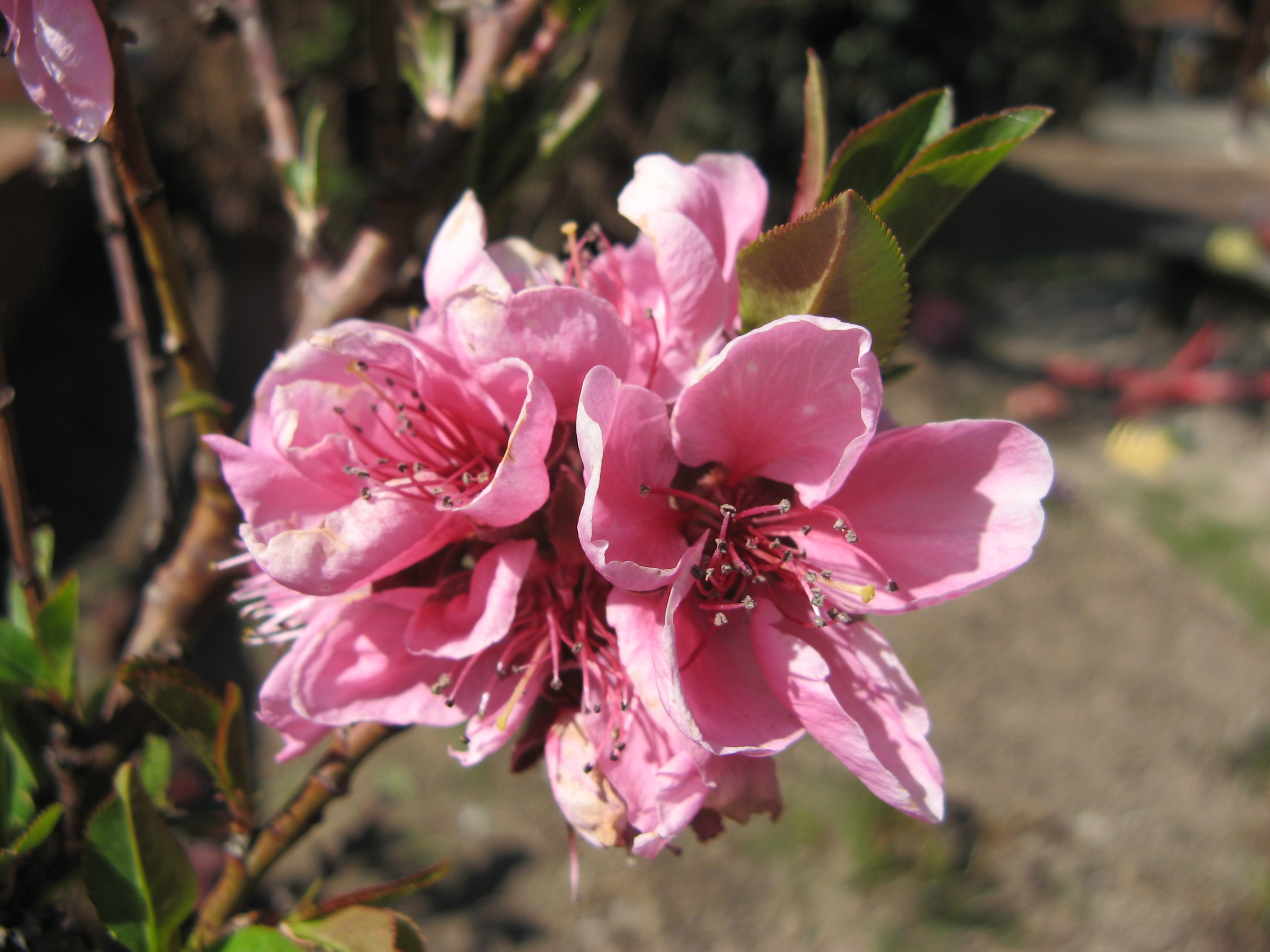20070407125429.jpg