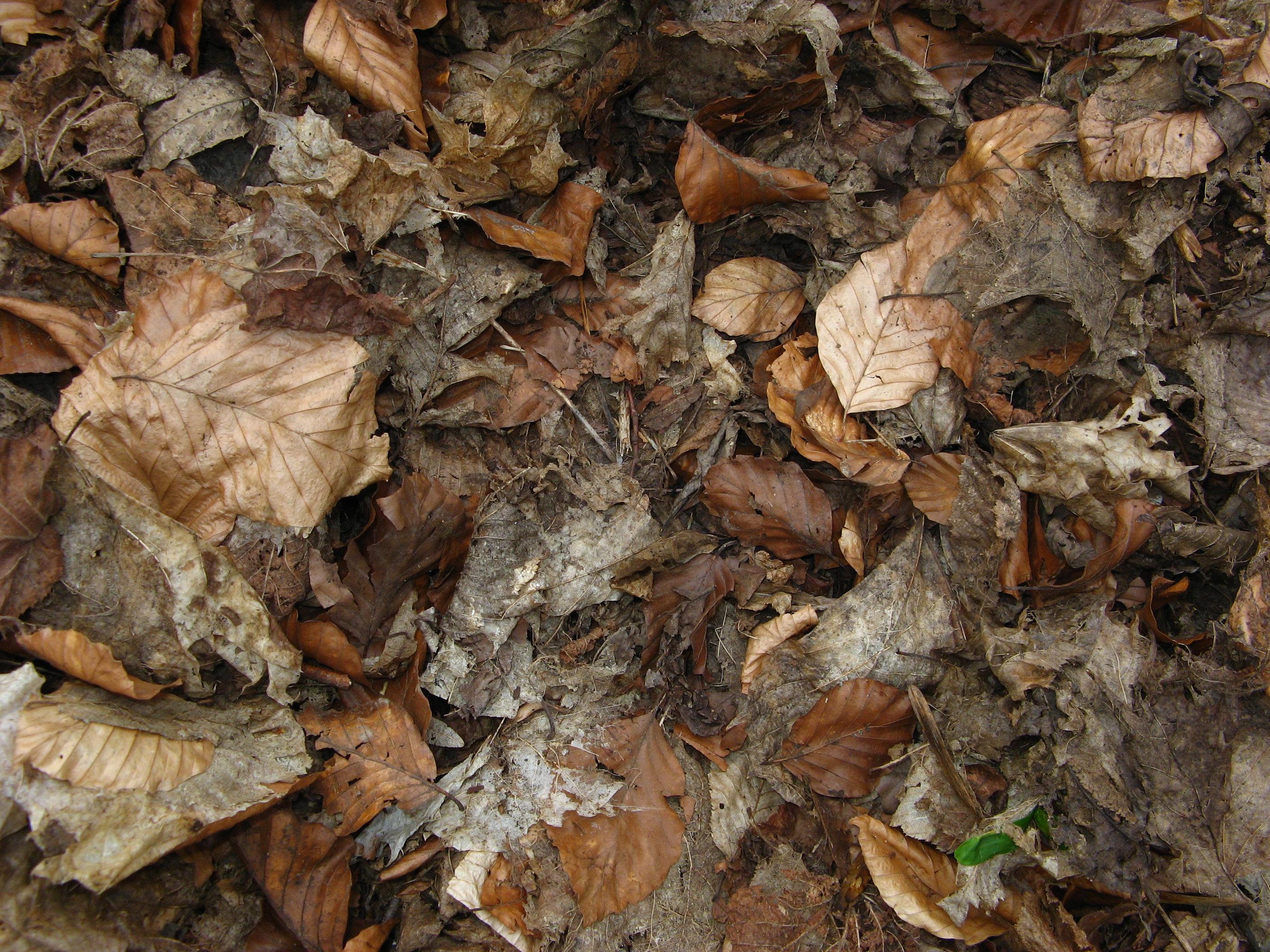 20070409160433.jpg