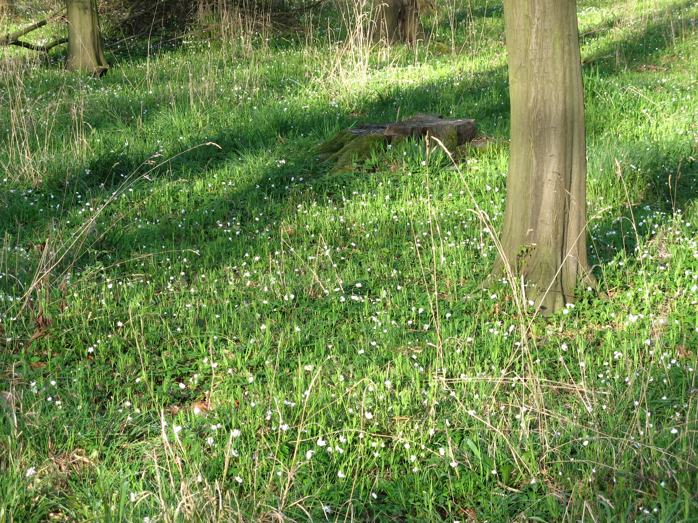 20070413082657.jpg