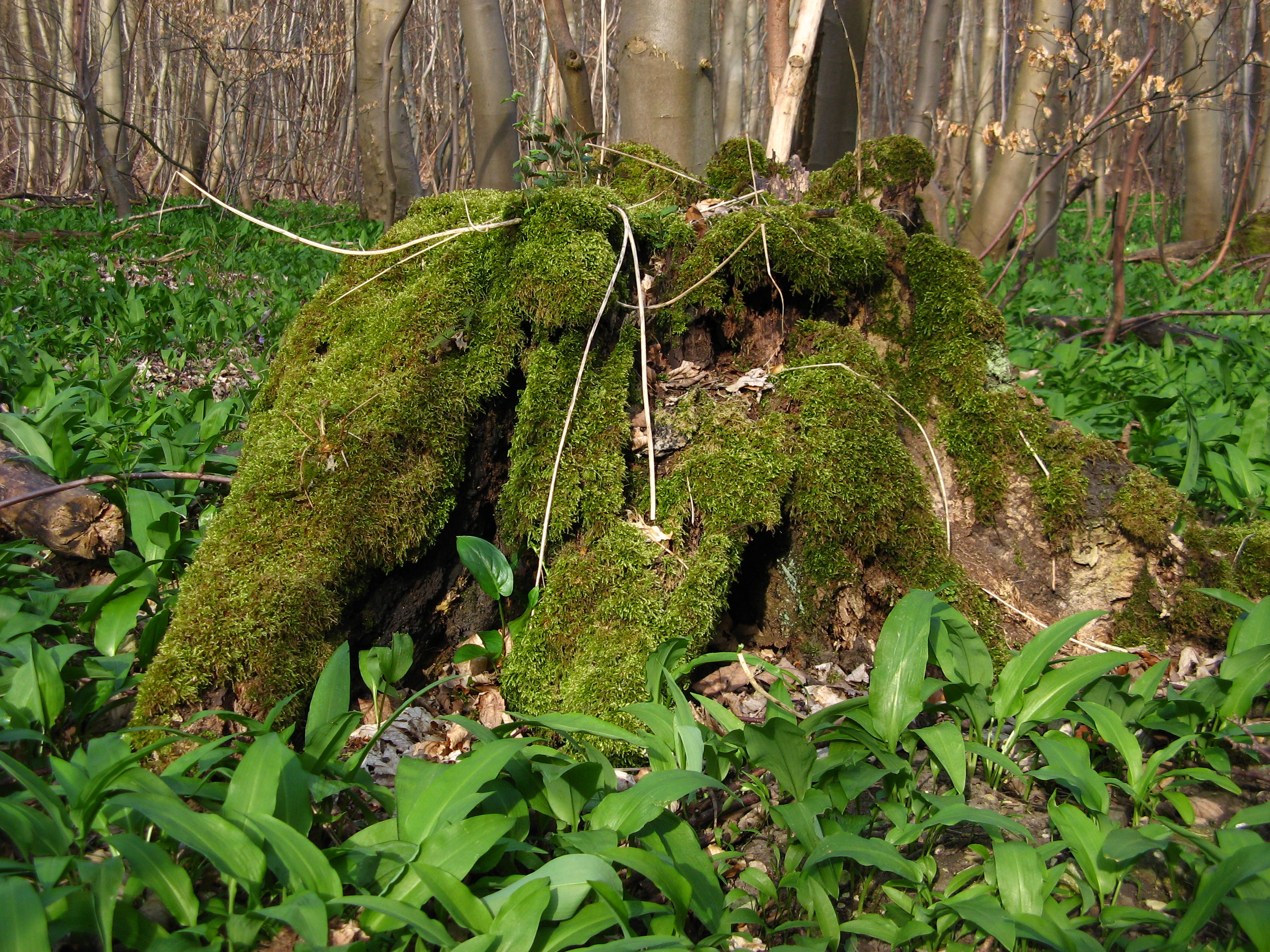 20070413174658.jpg