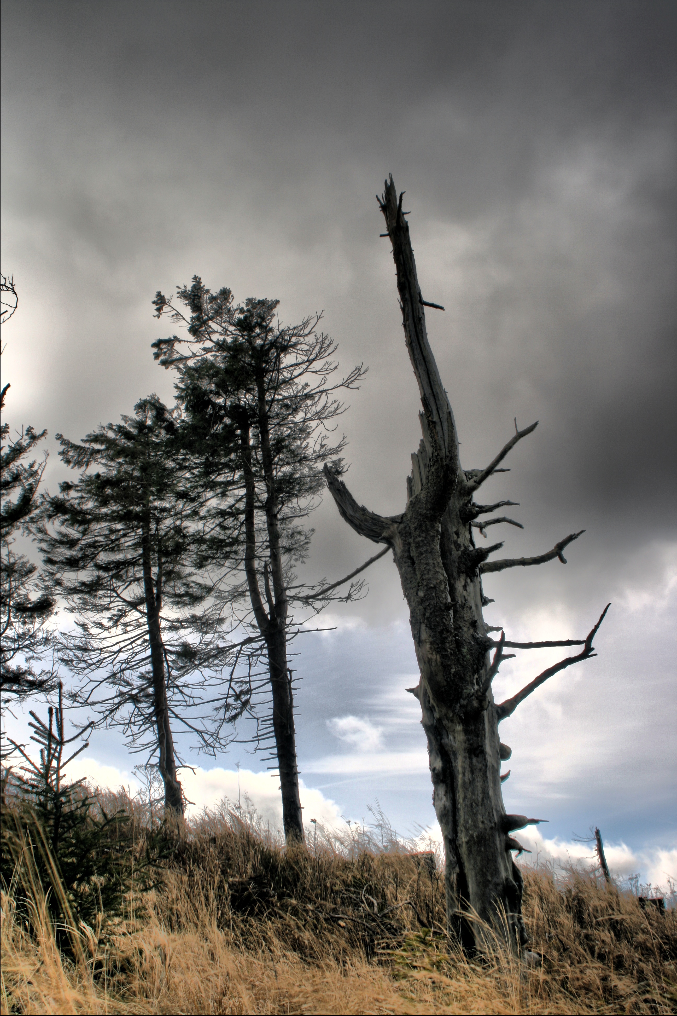 20080116192000-7.jpg