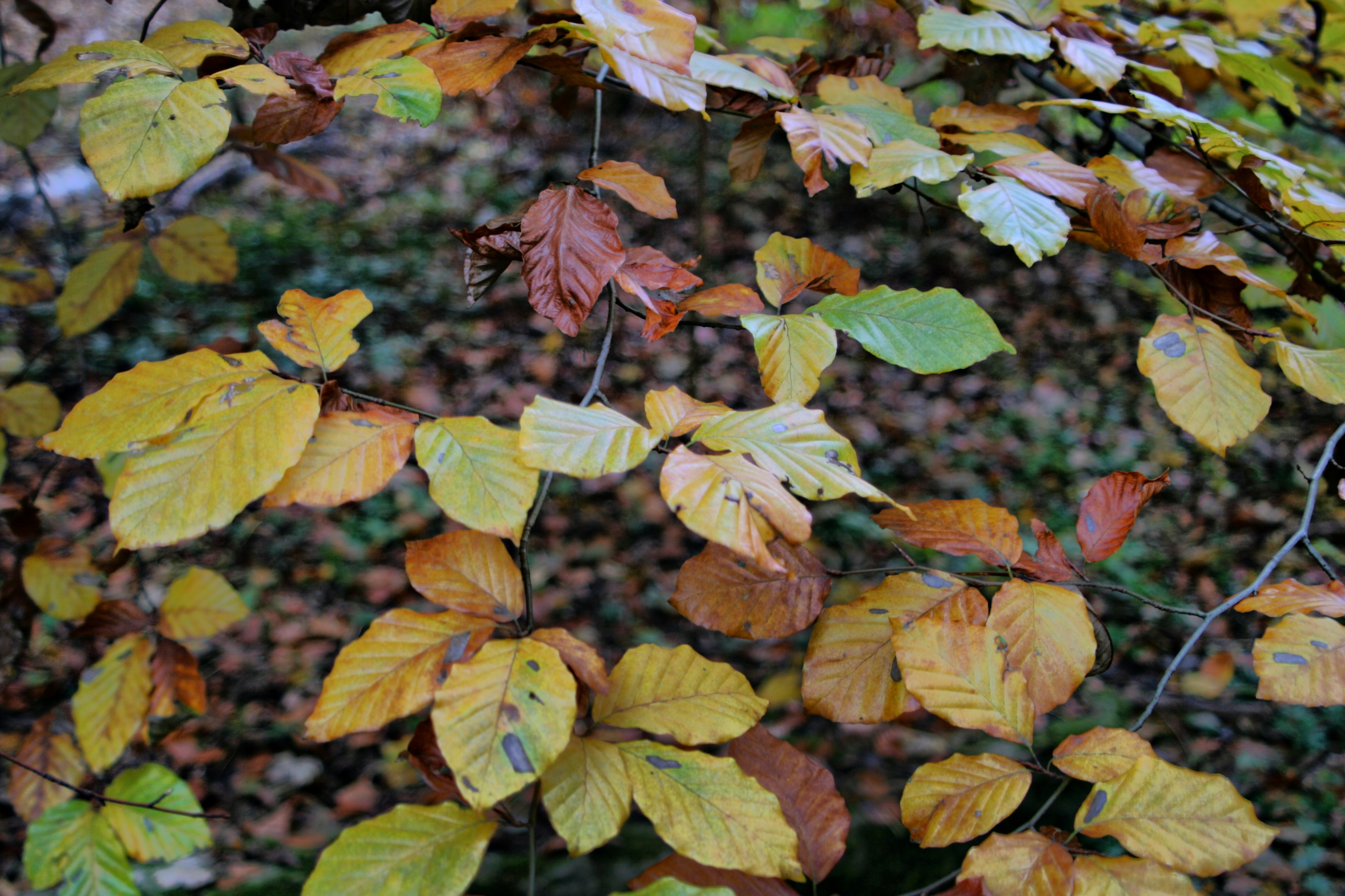 20080116192000-9.jpg