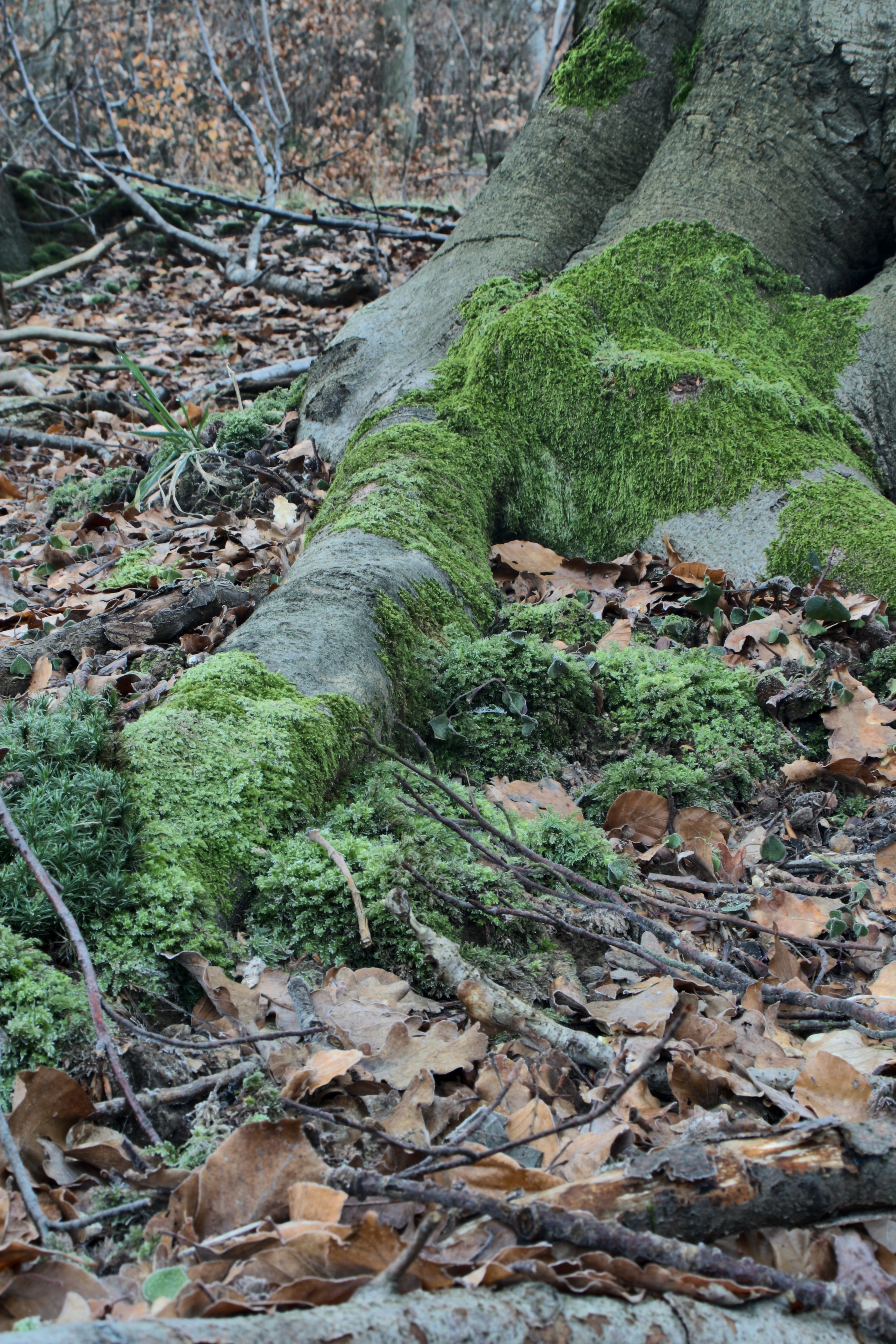 20080323084300-12.jpg