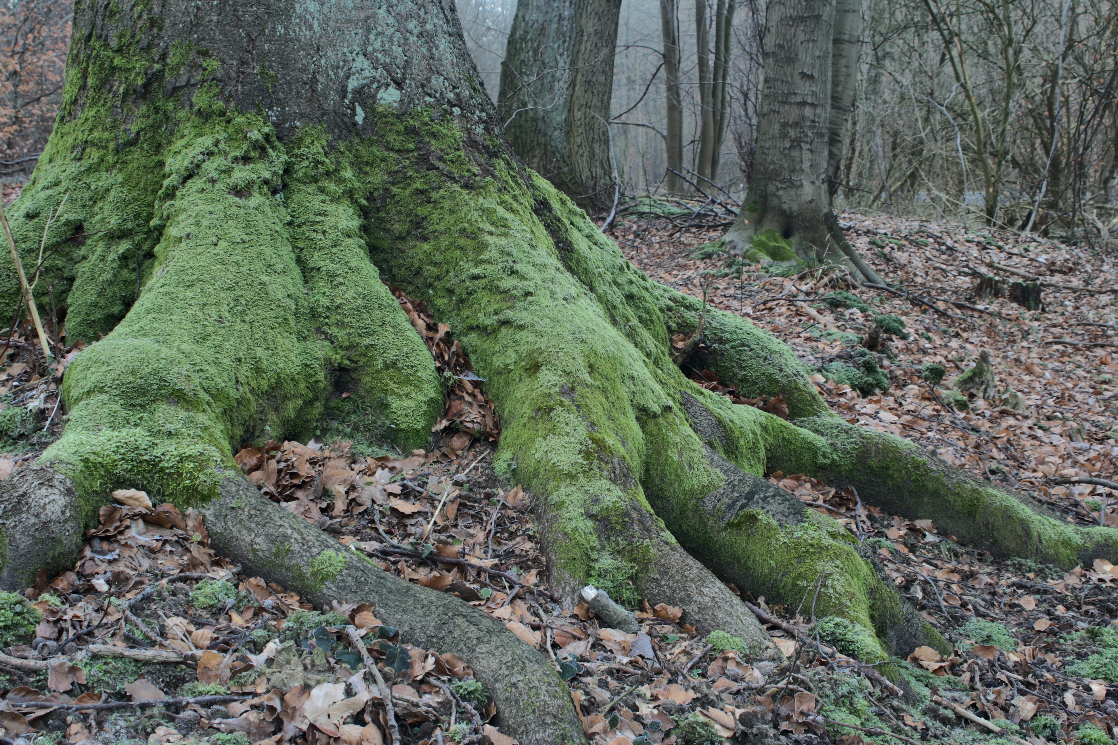 20080323084300-27.jpg