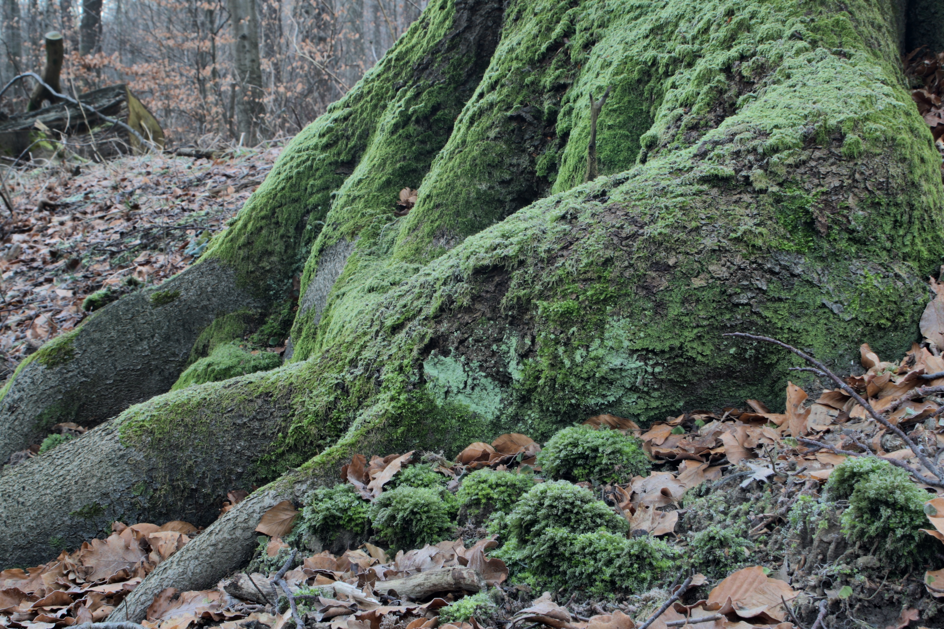 20080323084300-49.jpg