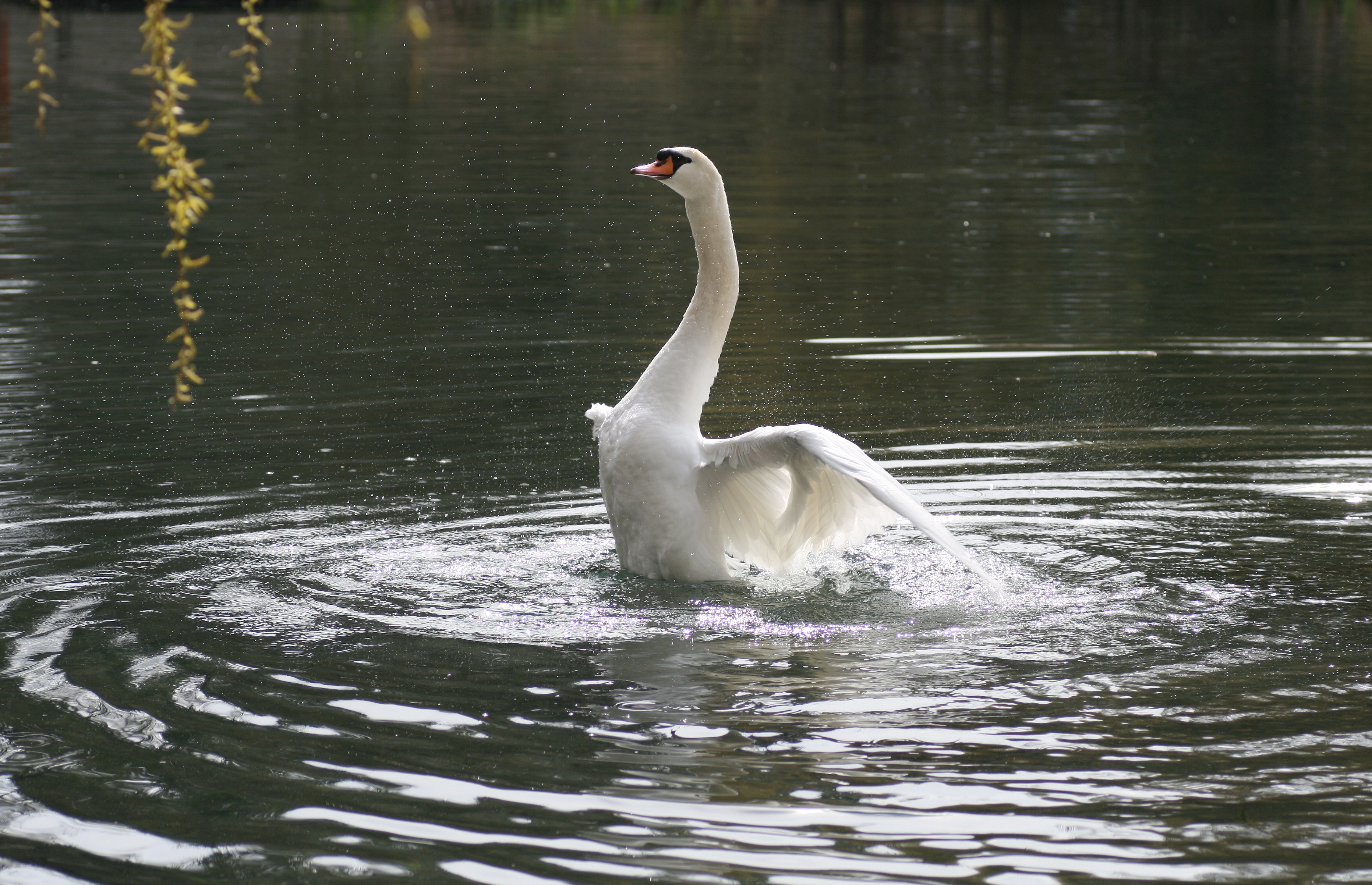 20080324124027.jpg