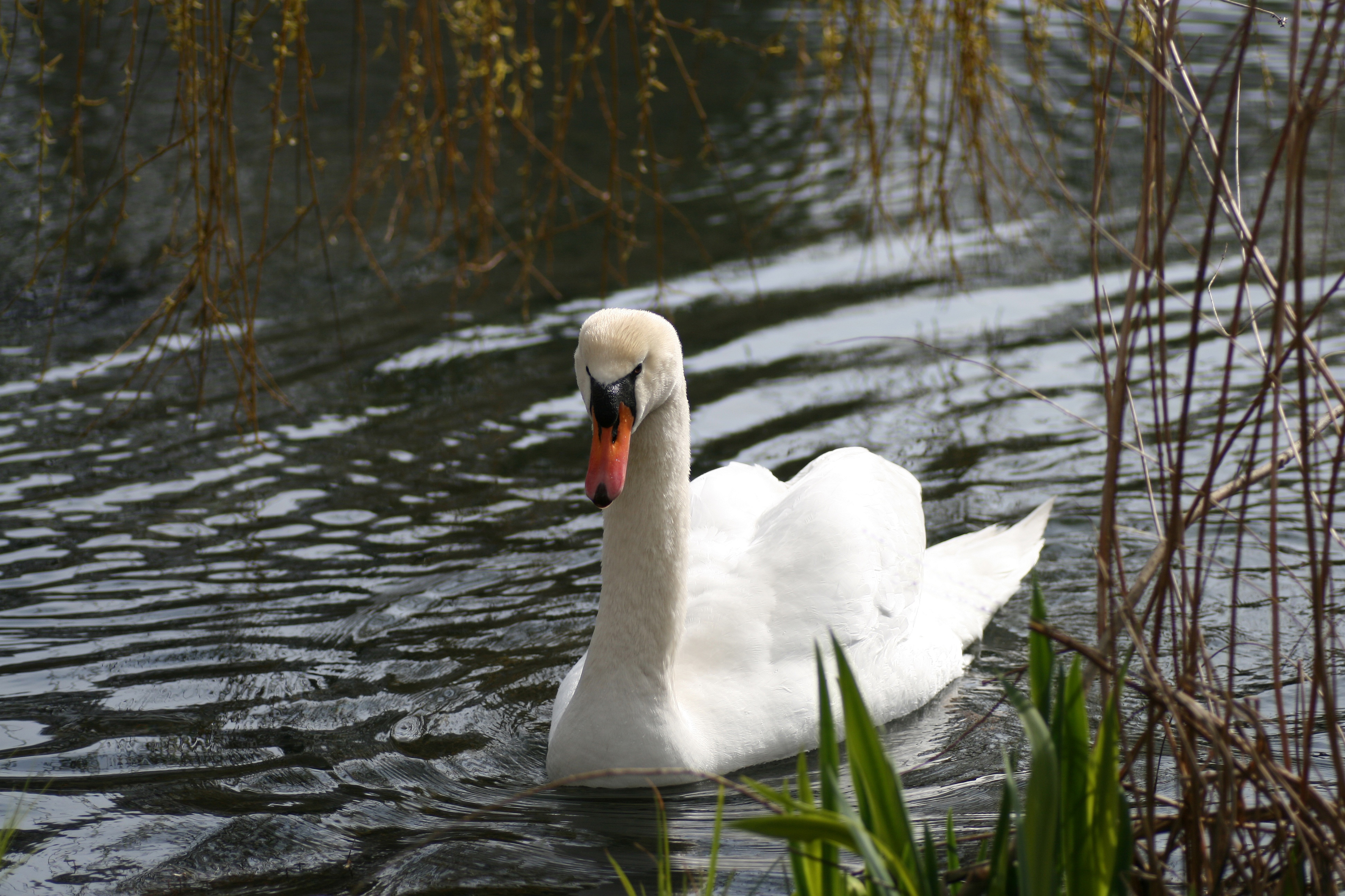 20080324124450.jpg
