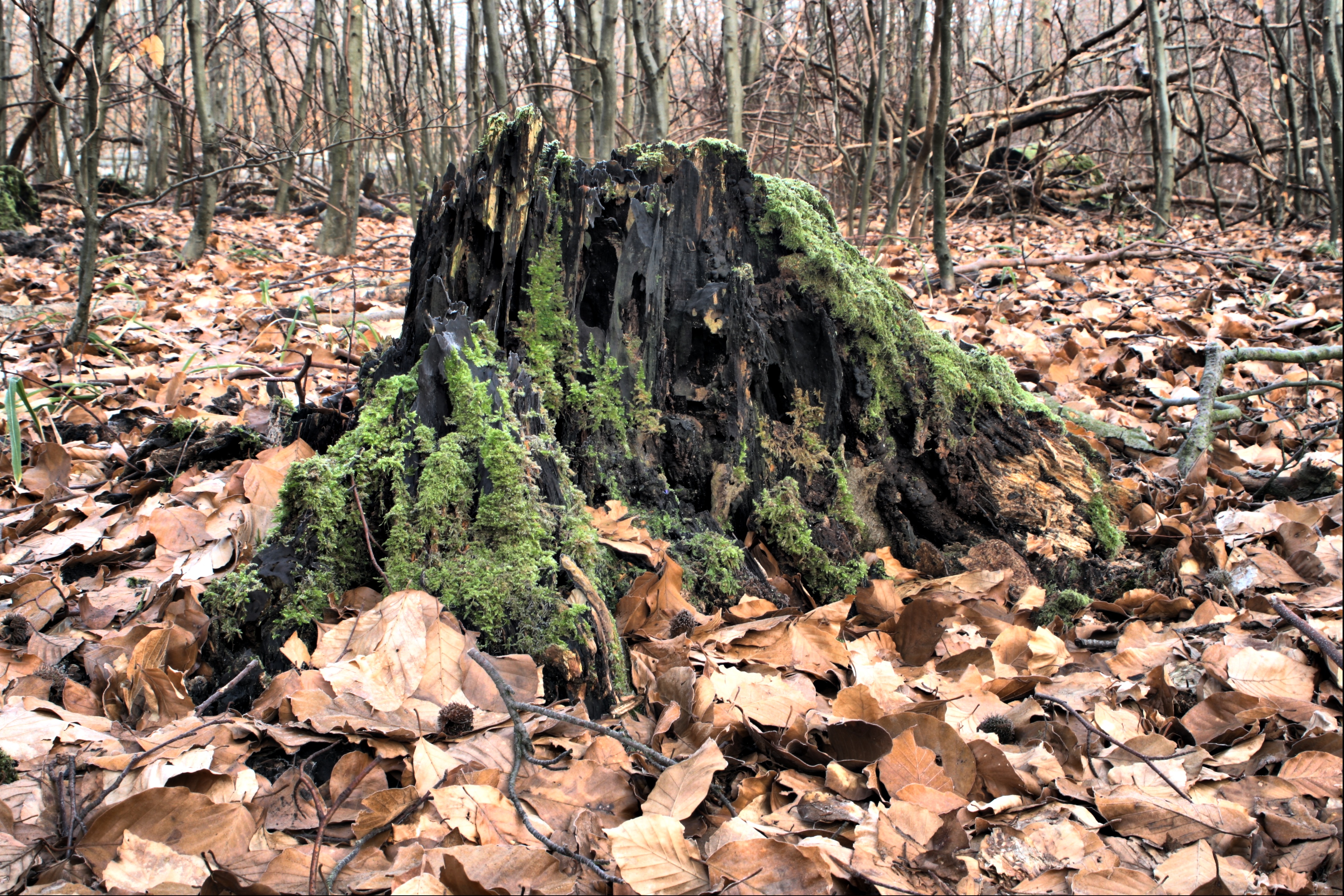20080324212300-12.jpg