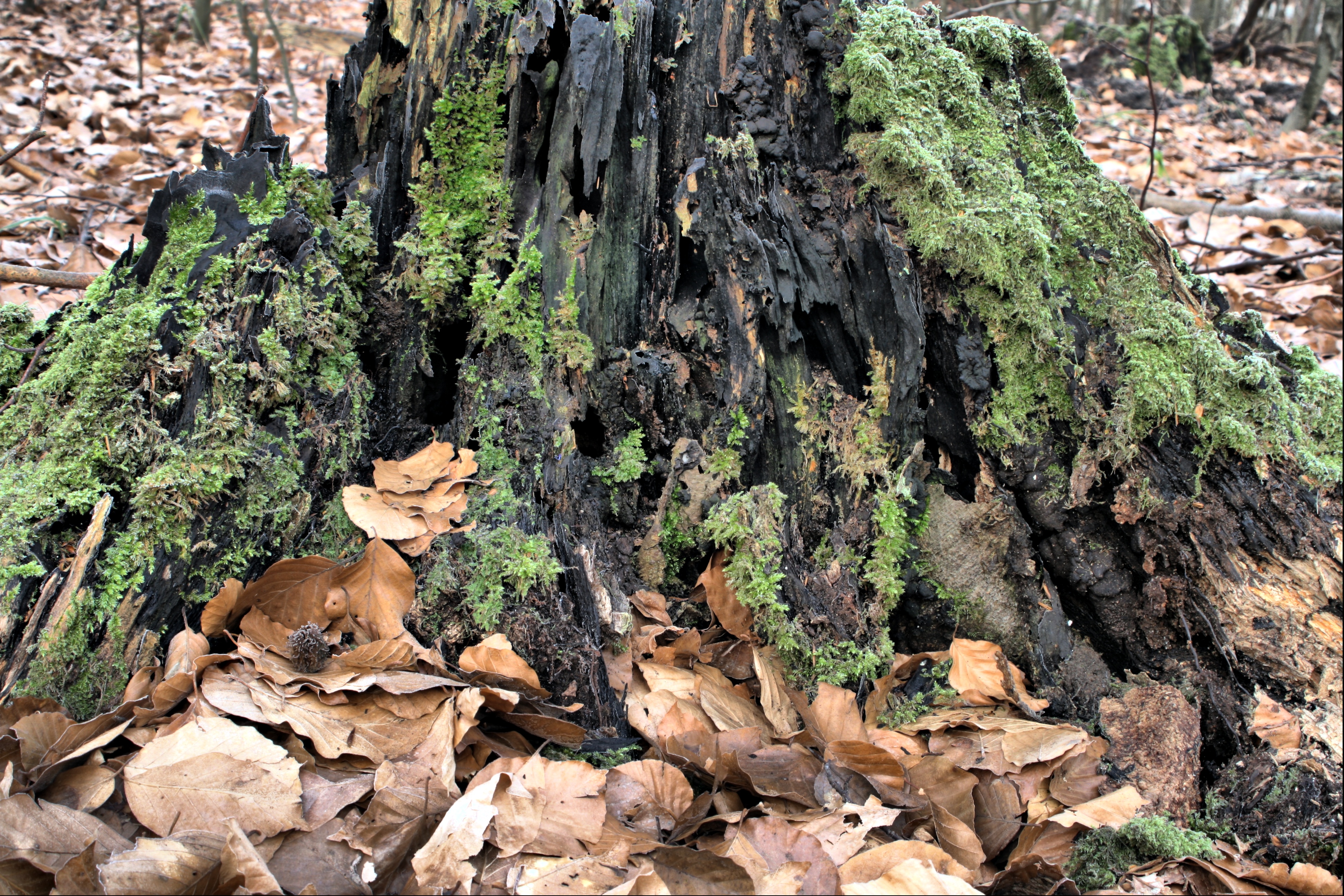 20080324212300-13.jpg