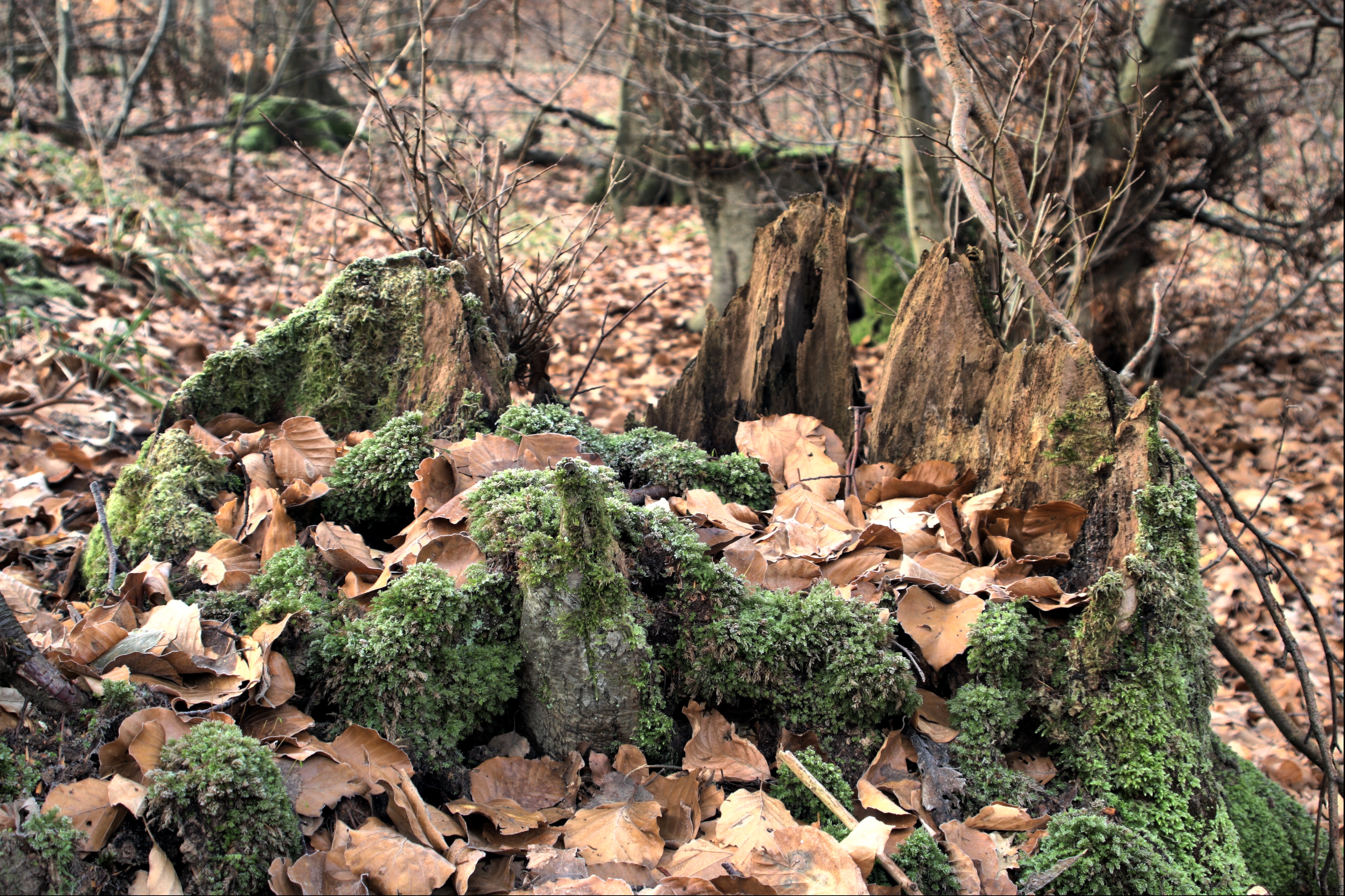 20080324212300-14.jpg