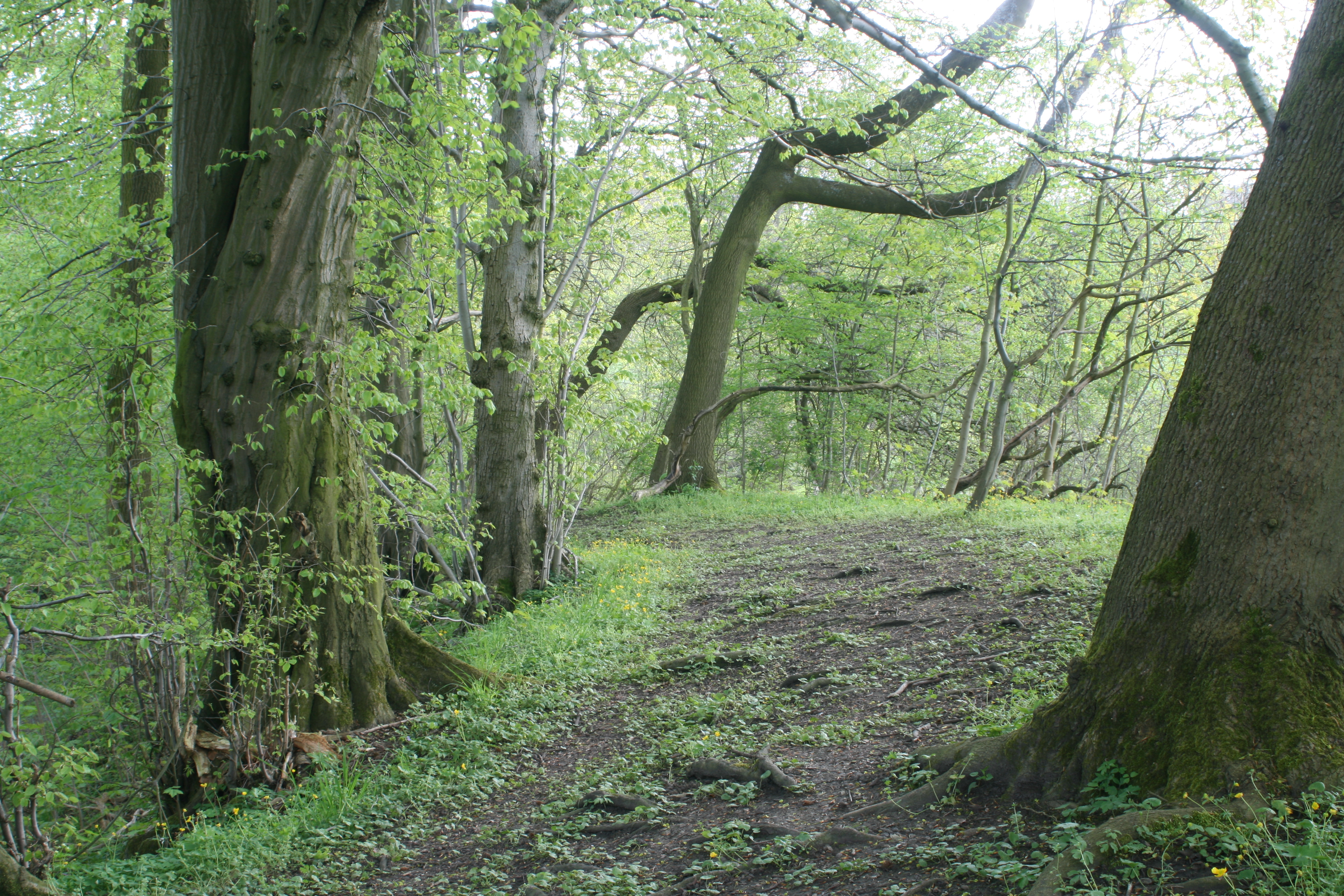 20080503155440.jpg