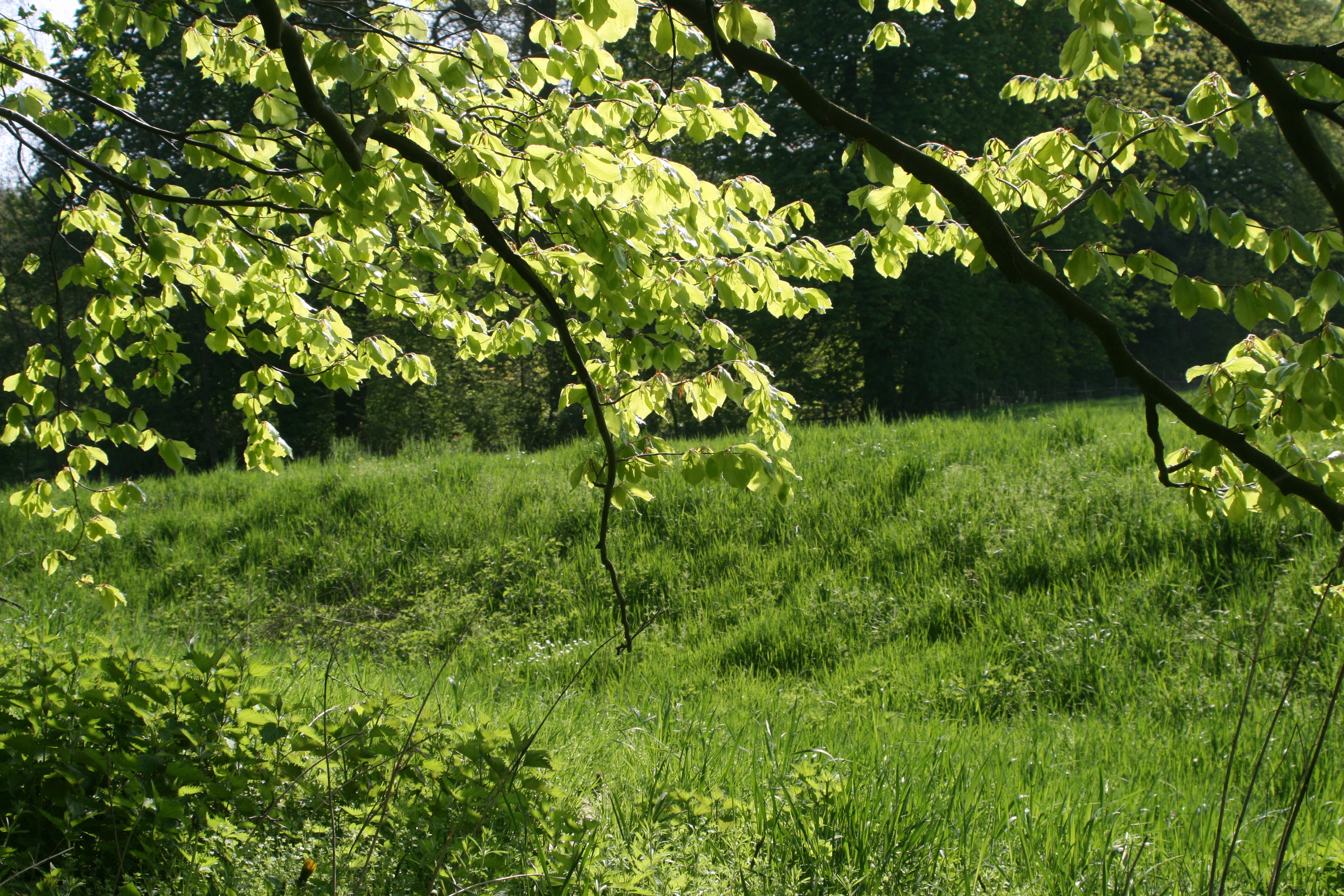 20080503162126.jpg