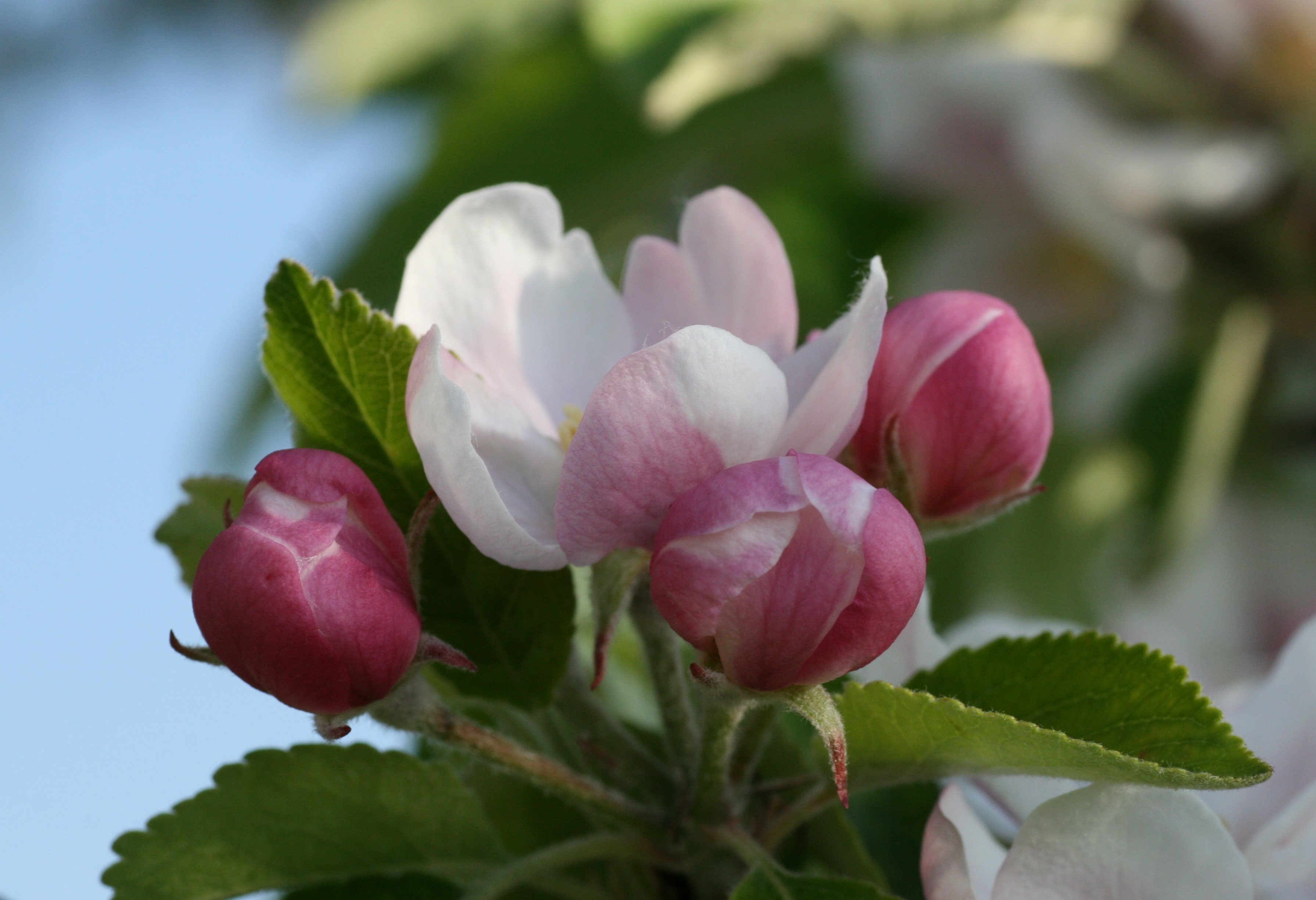 20080507075125.jpg