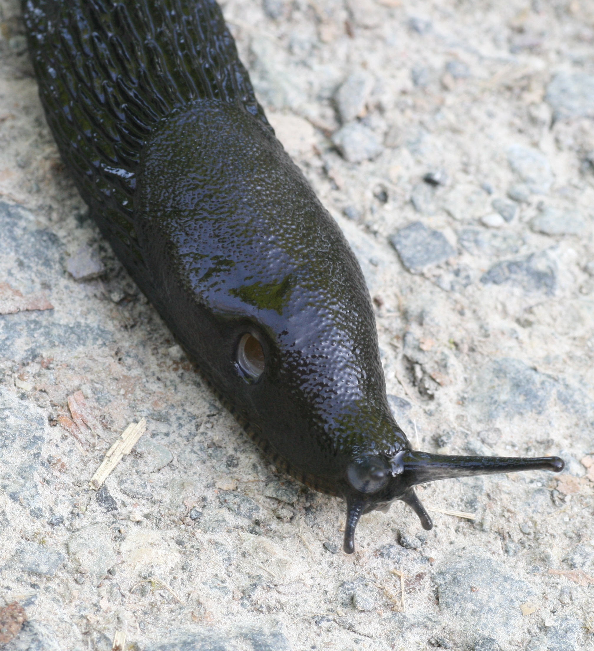 20080507081322.jpg