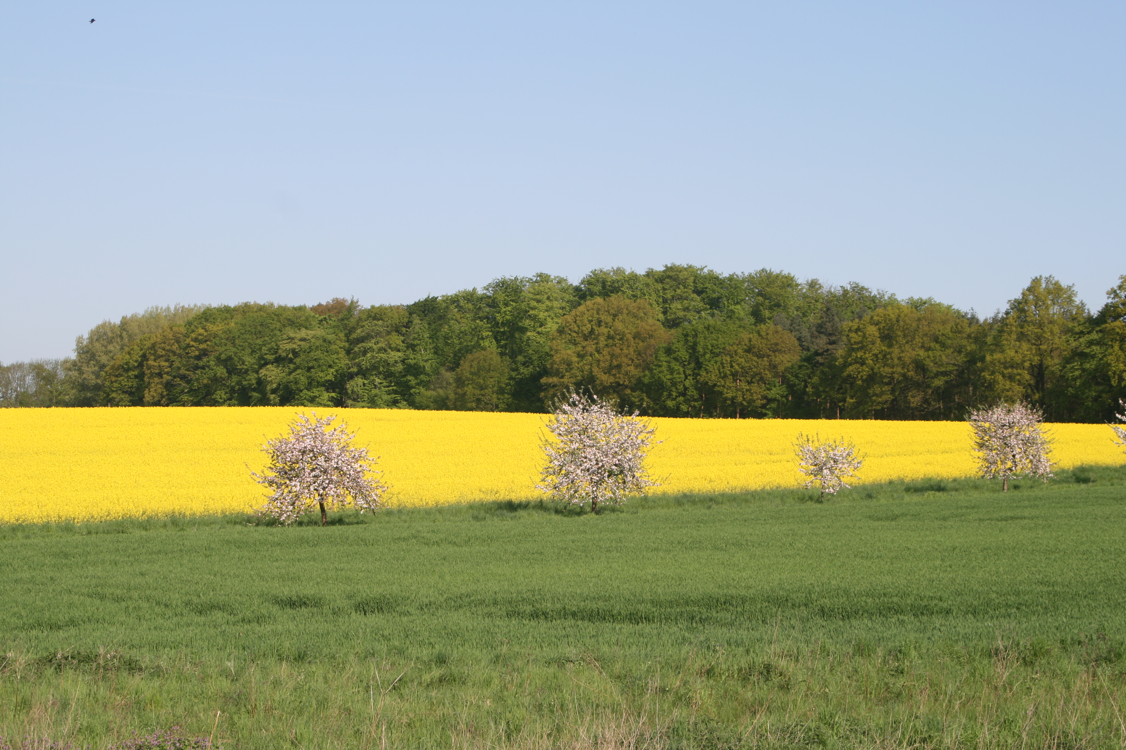 20080507092550.jpg