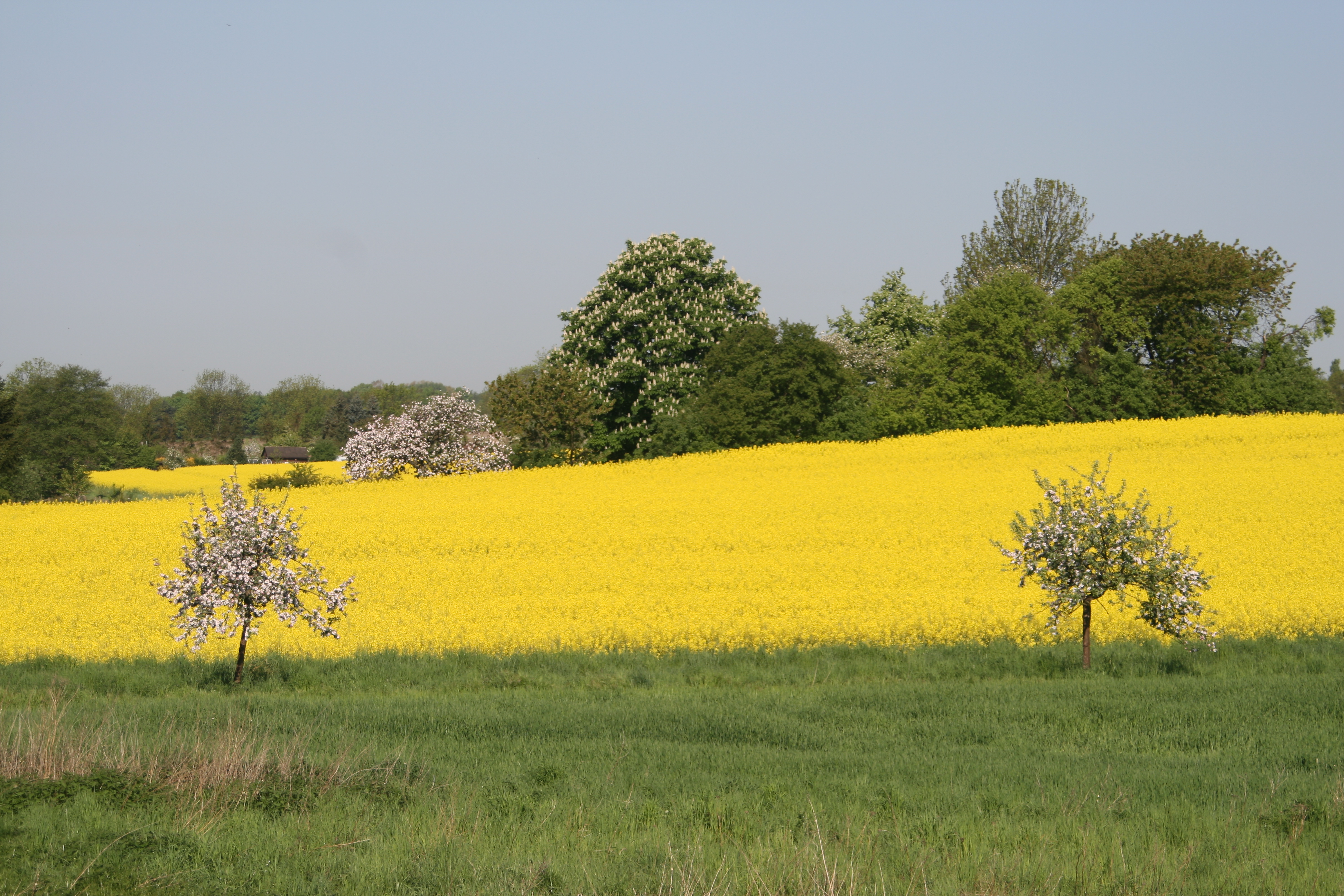 20080509092508.jpg