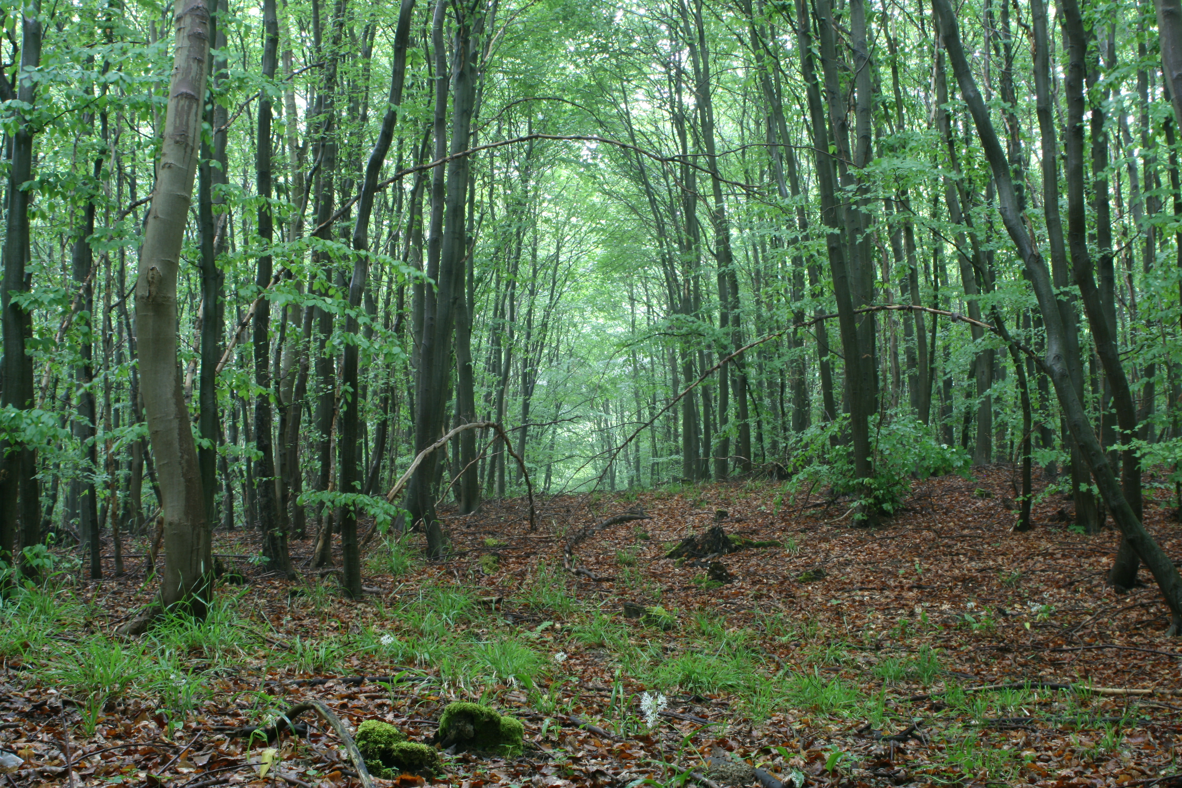 20080517140141.jpg