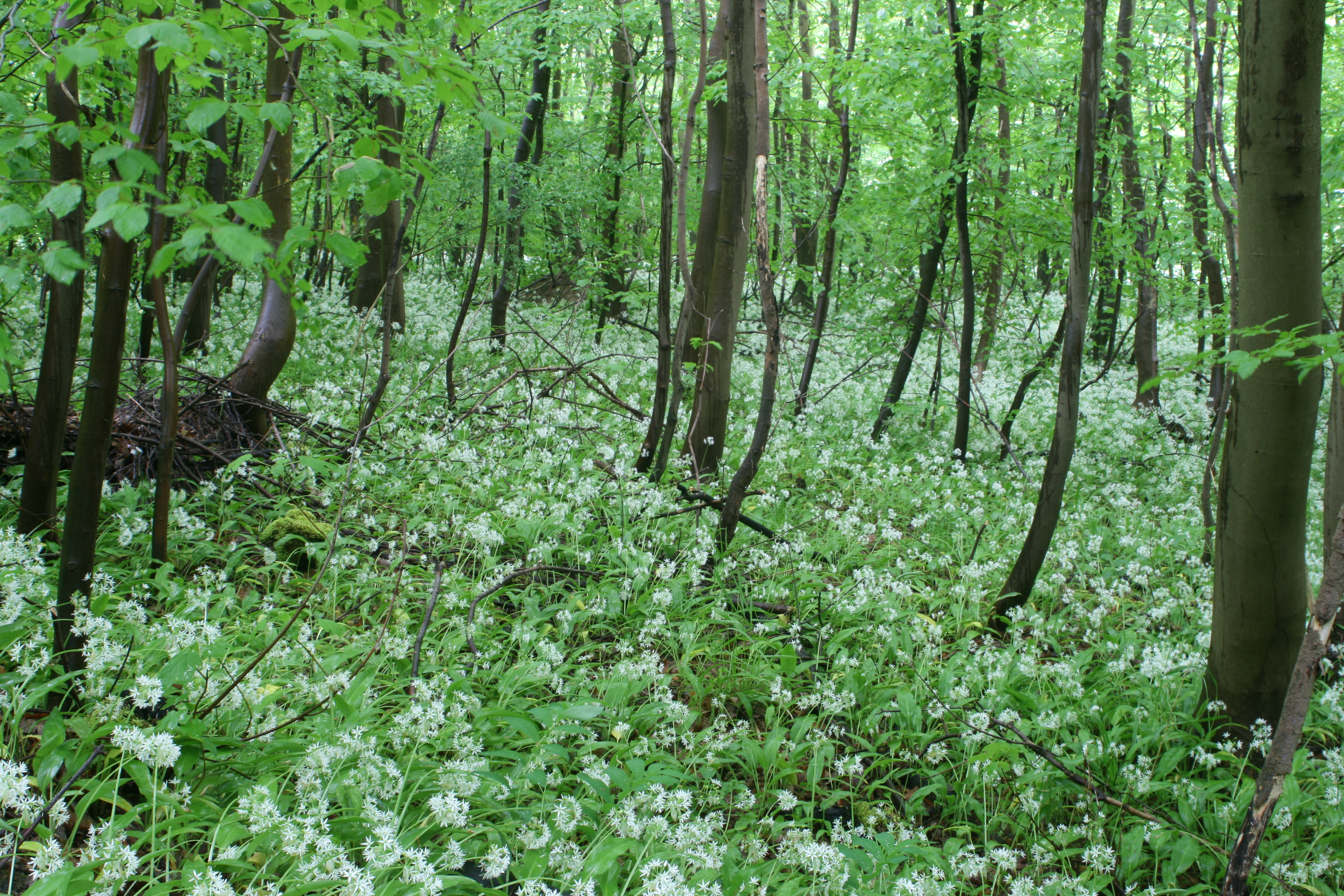 20080517140528.jpg