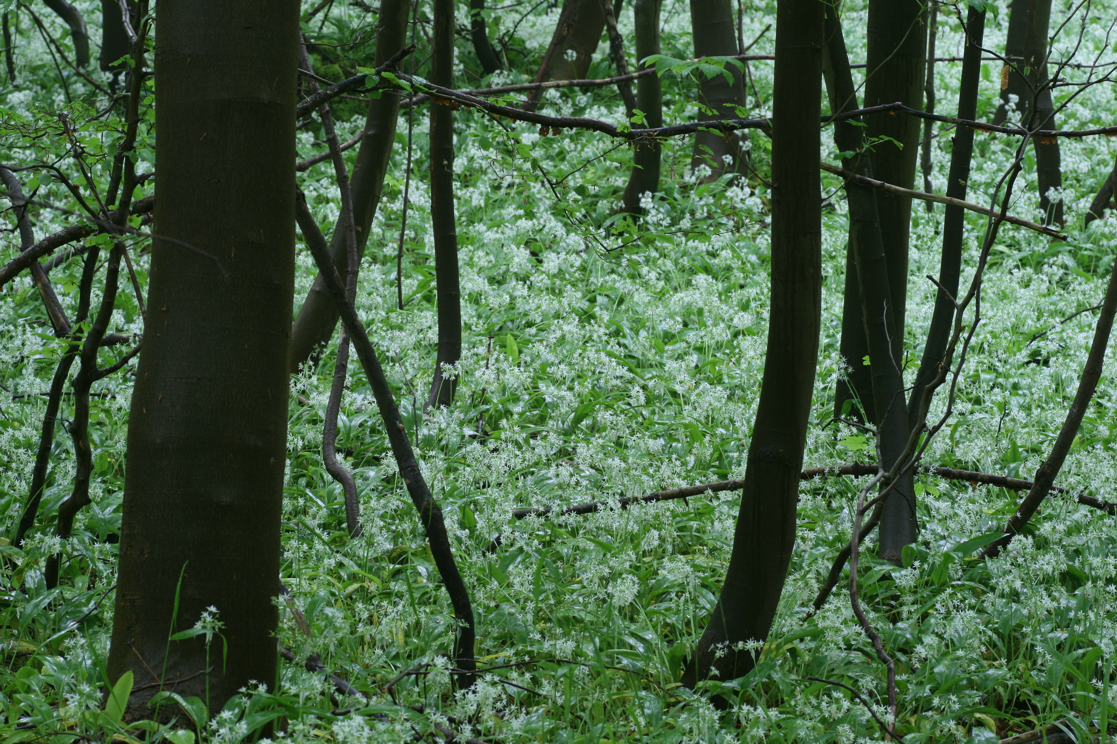 20080517142754.jpg