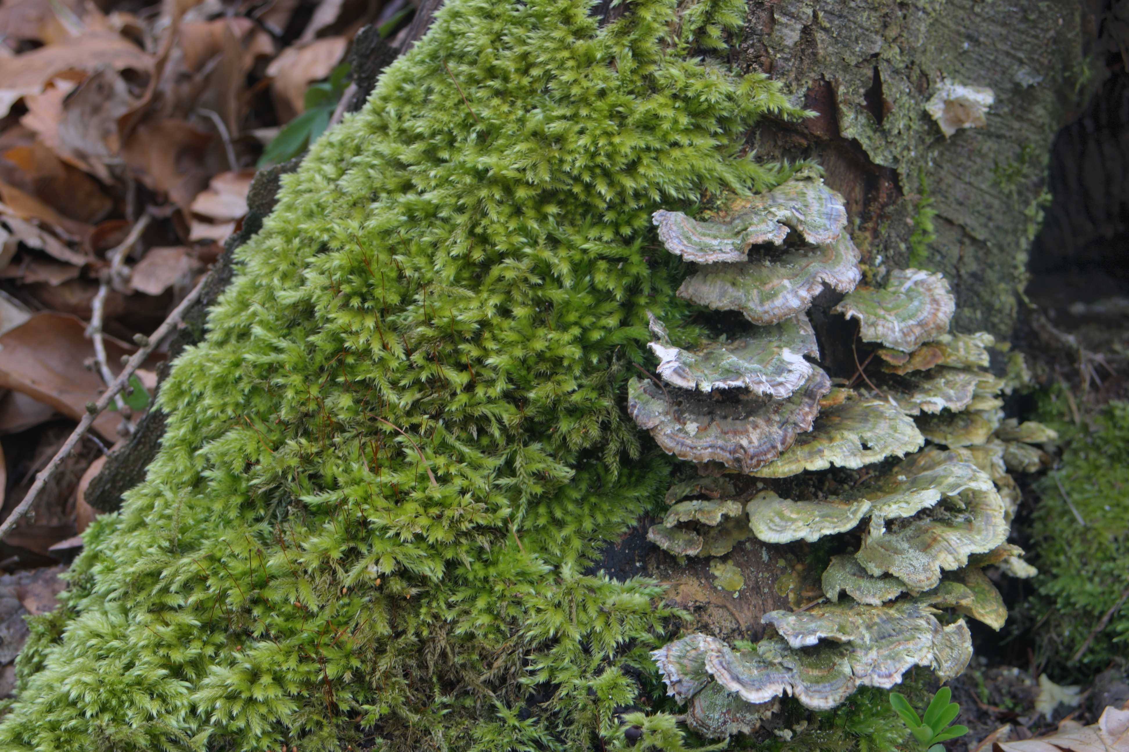 20080517211100-6.jpg