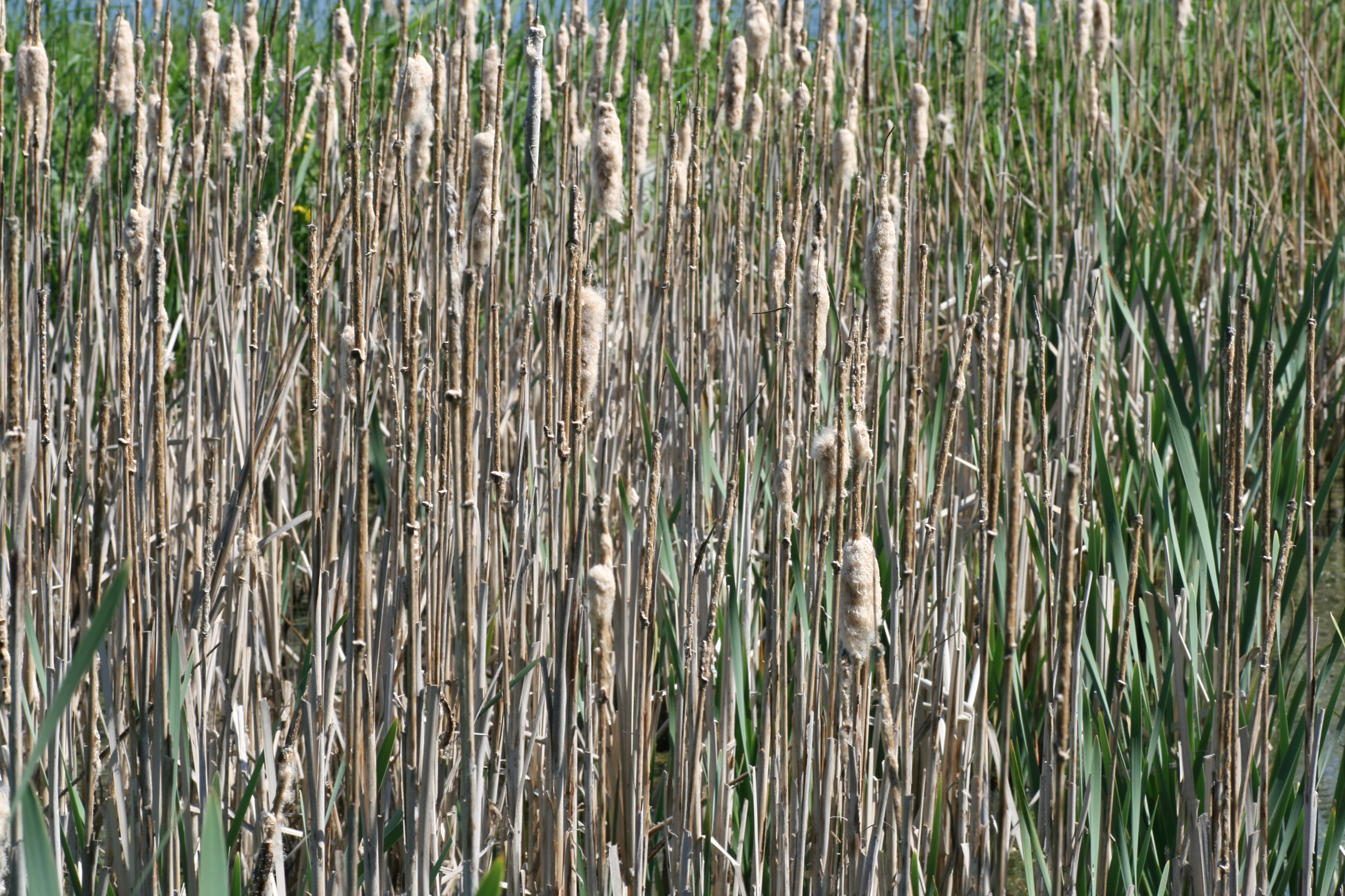 20080524152554.jpg