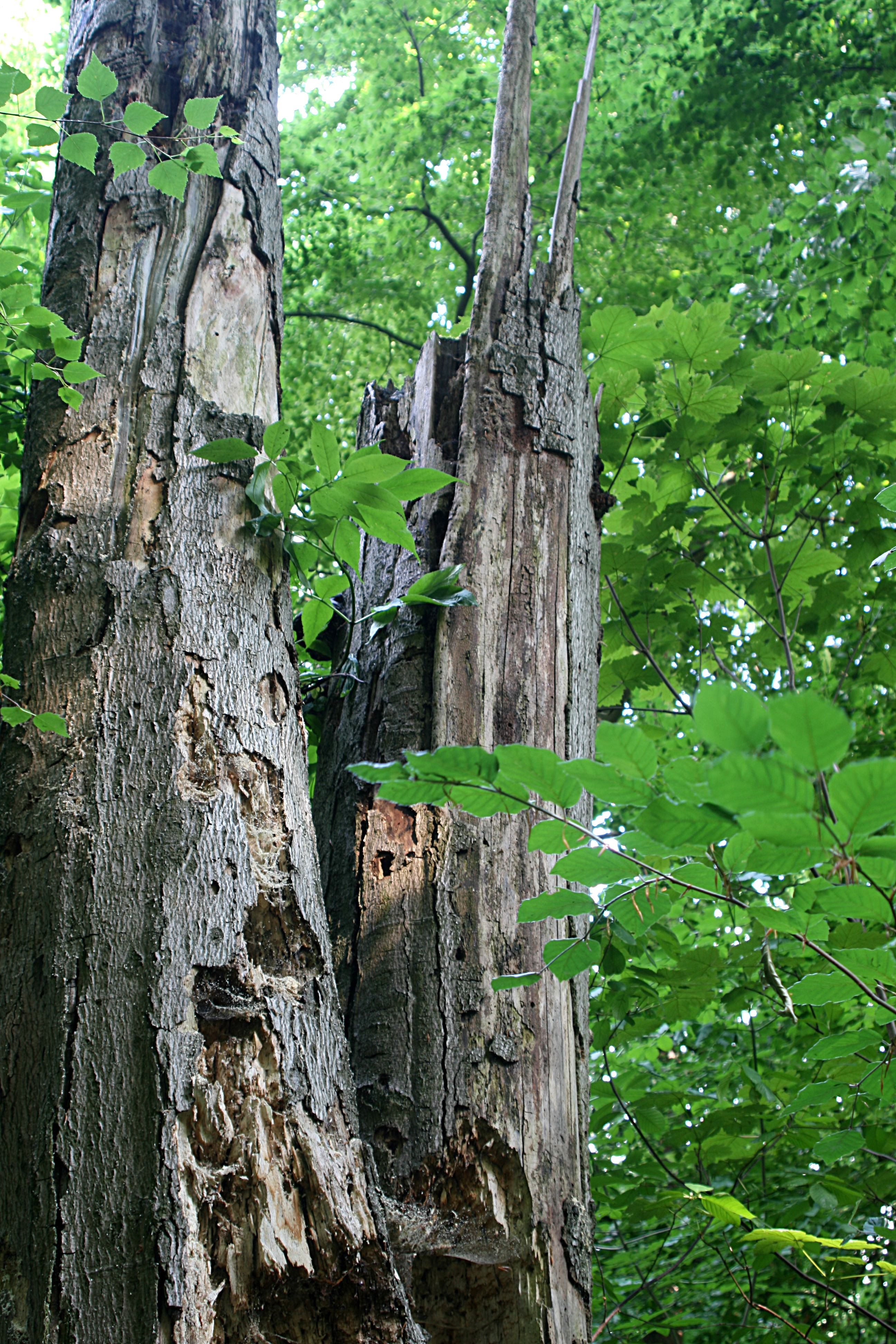 20080604171157.jpg