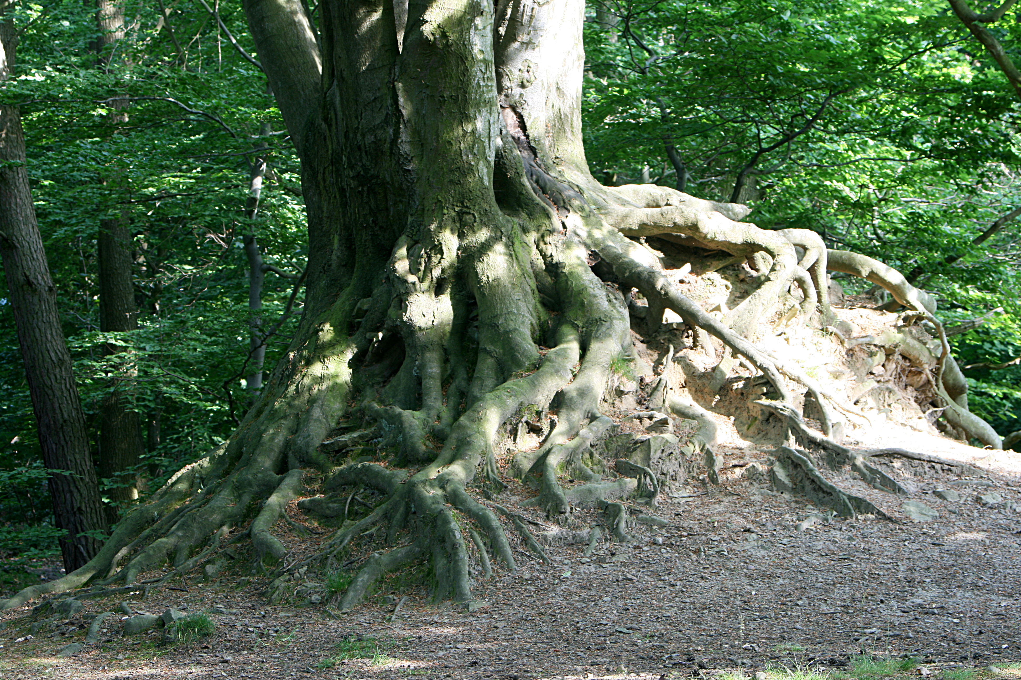 20080604173155.jpg