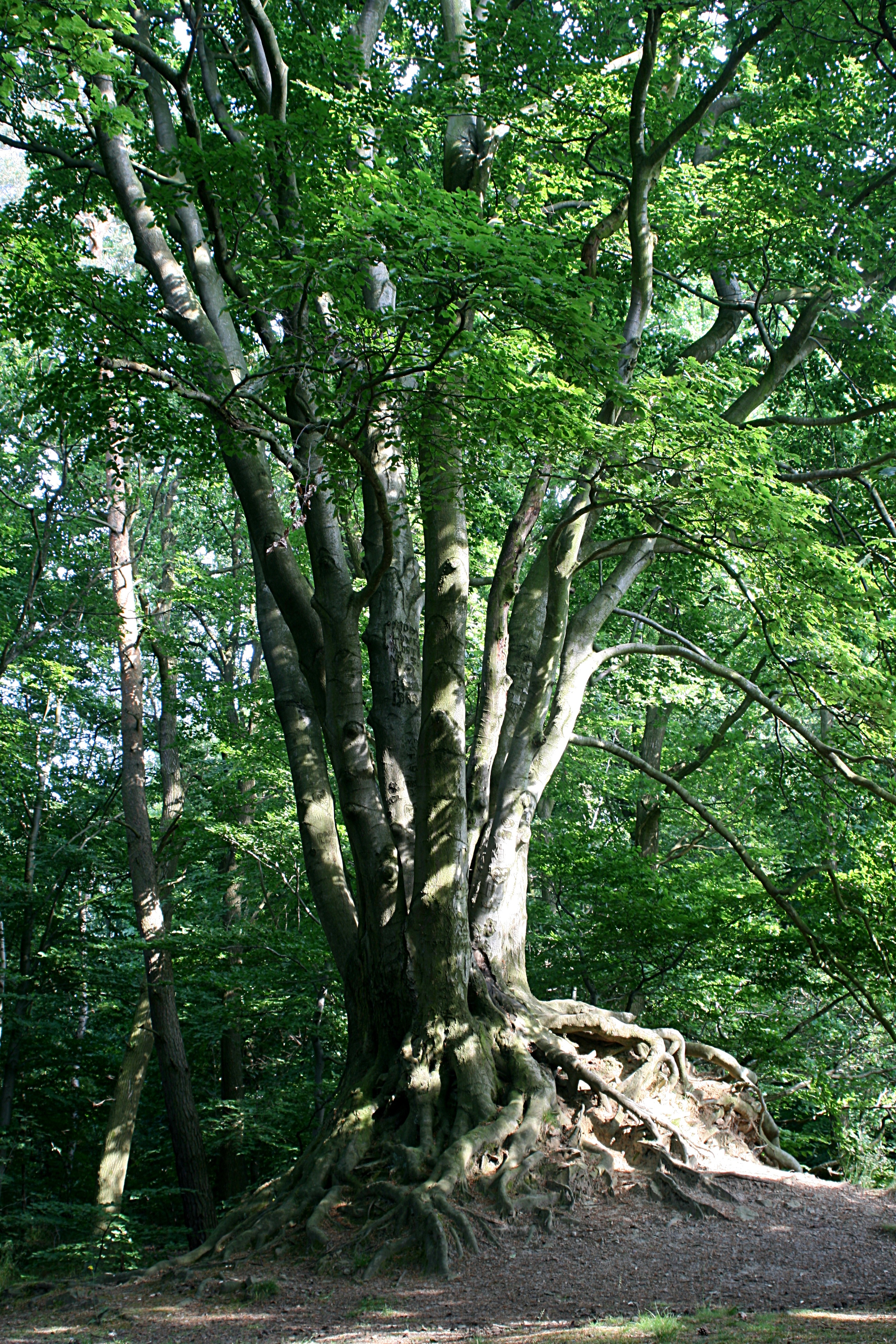 20080604173239.jpg