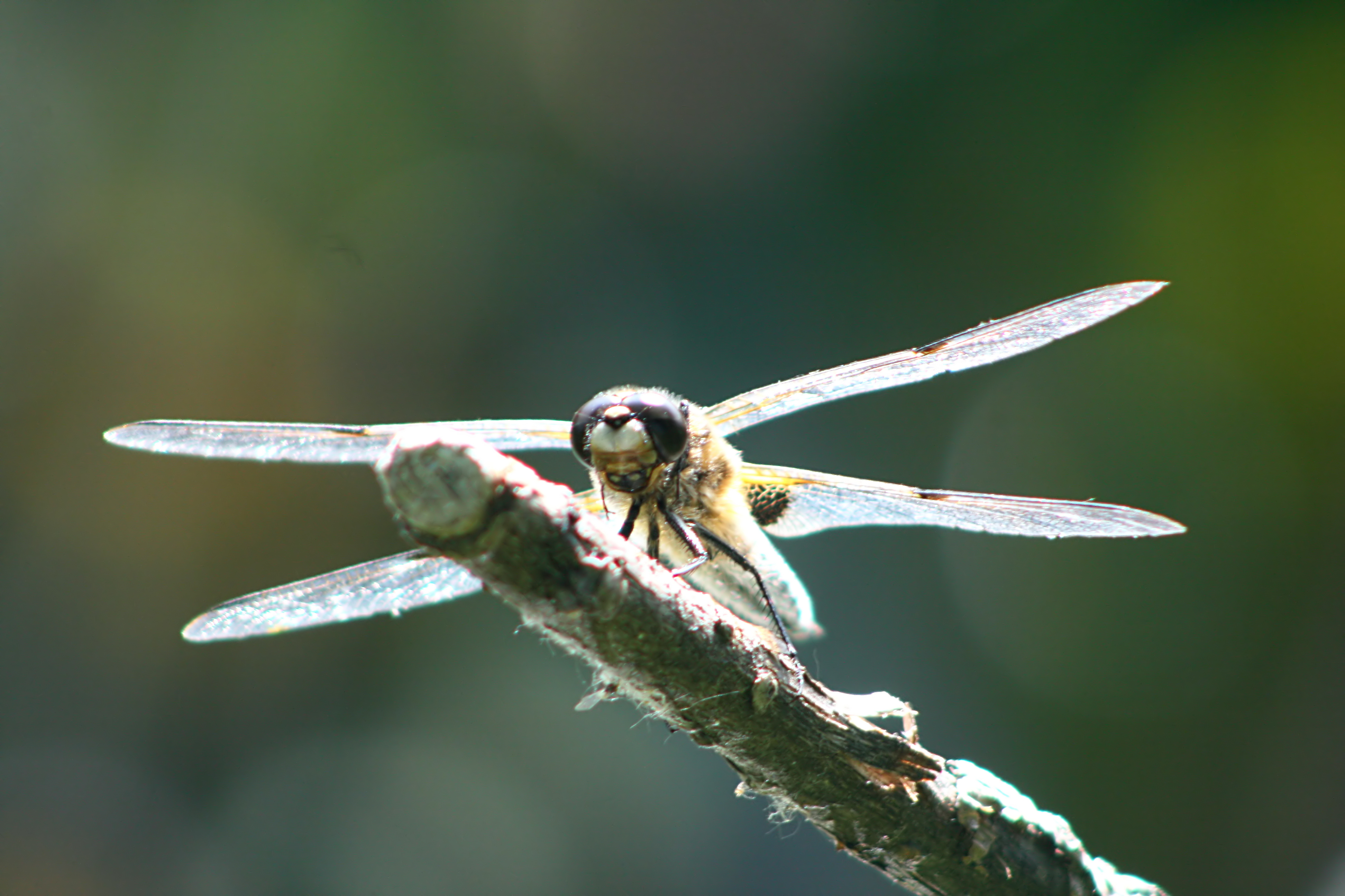 20080605155619.jpg