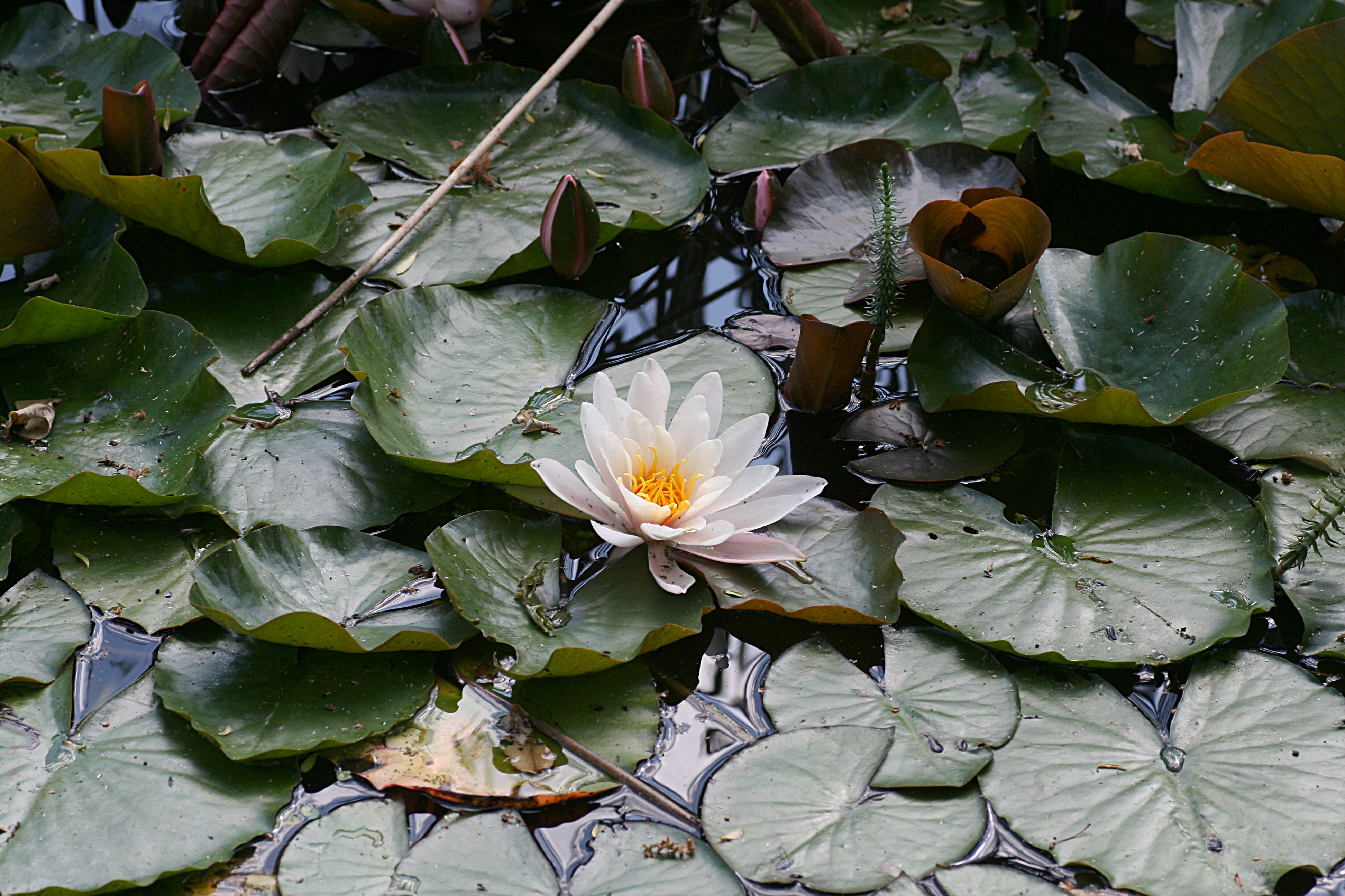 20080605161525.jpg