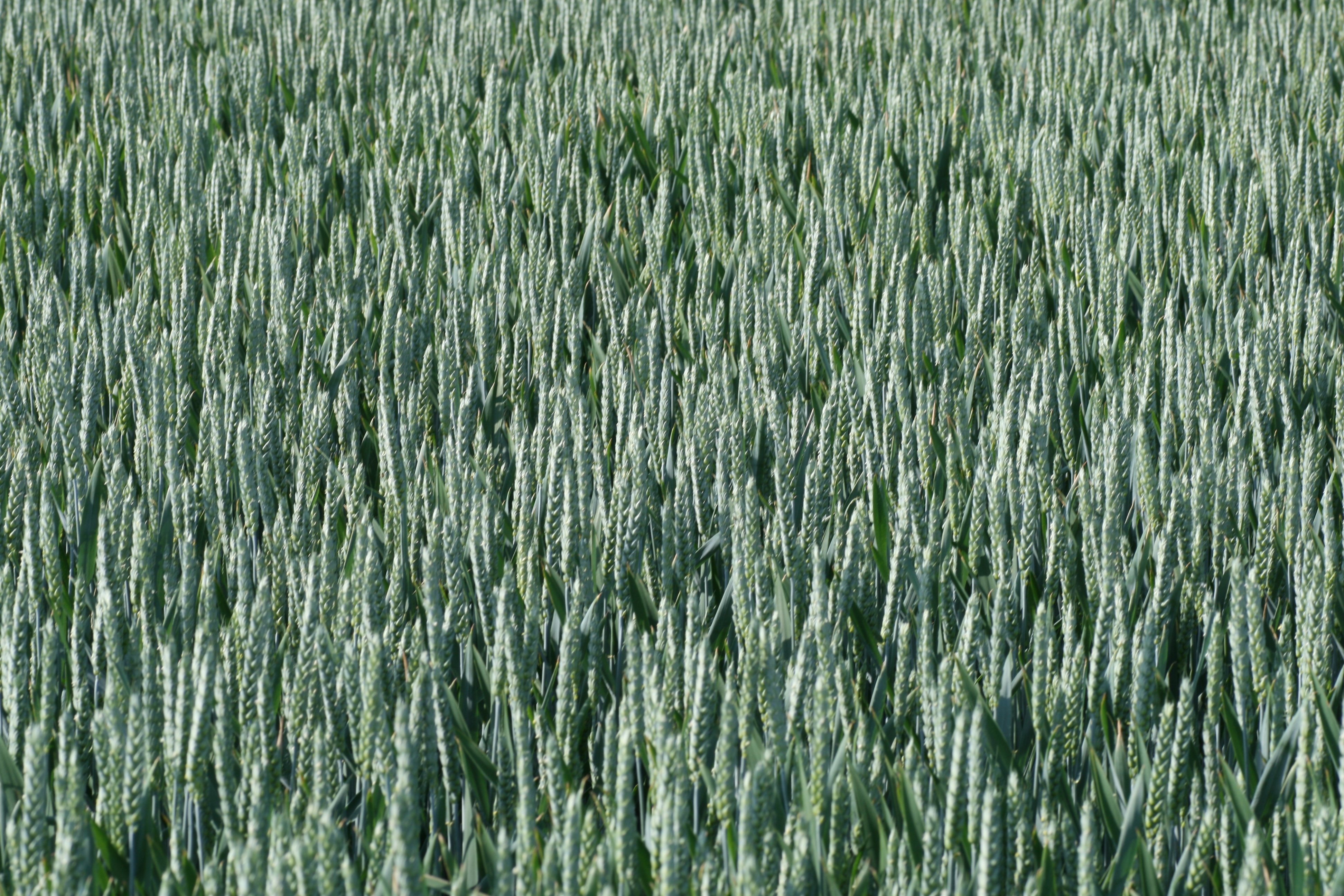 20080605174832.jpg