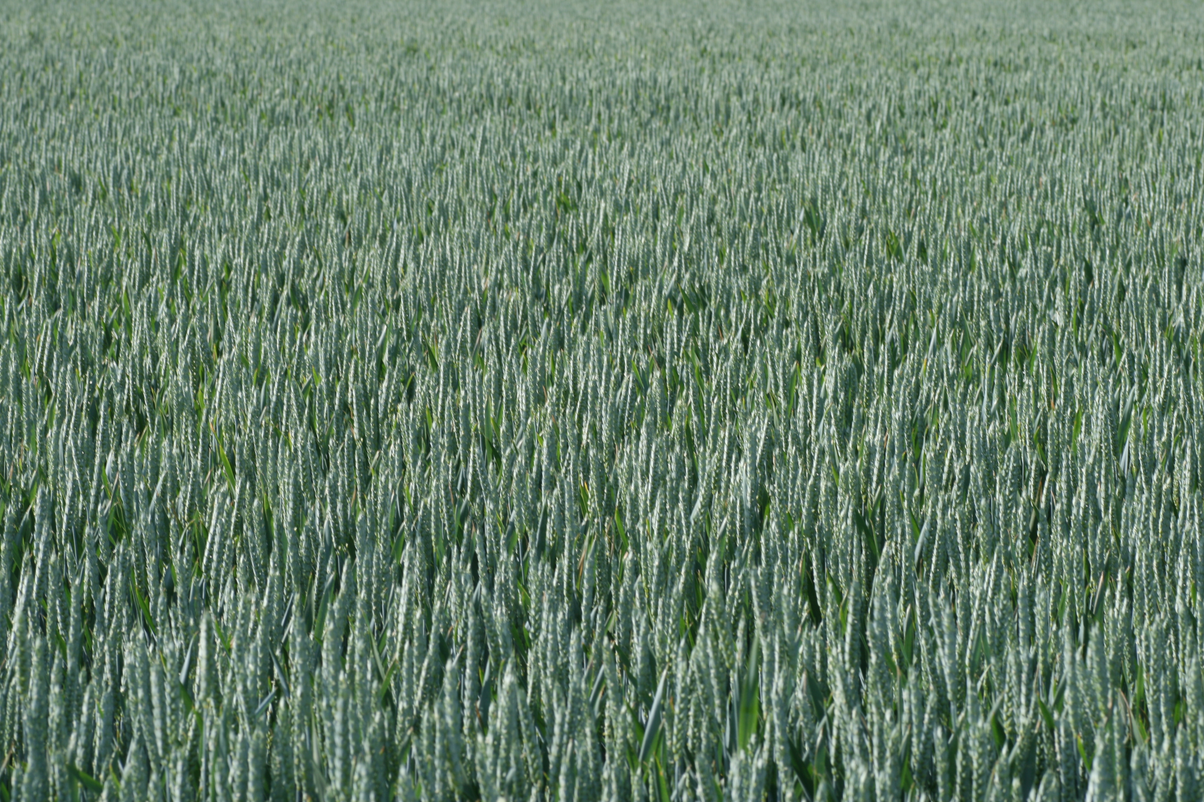 20080605174840.jpg