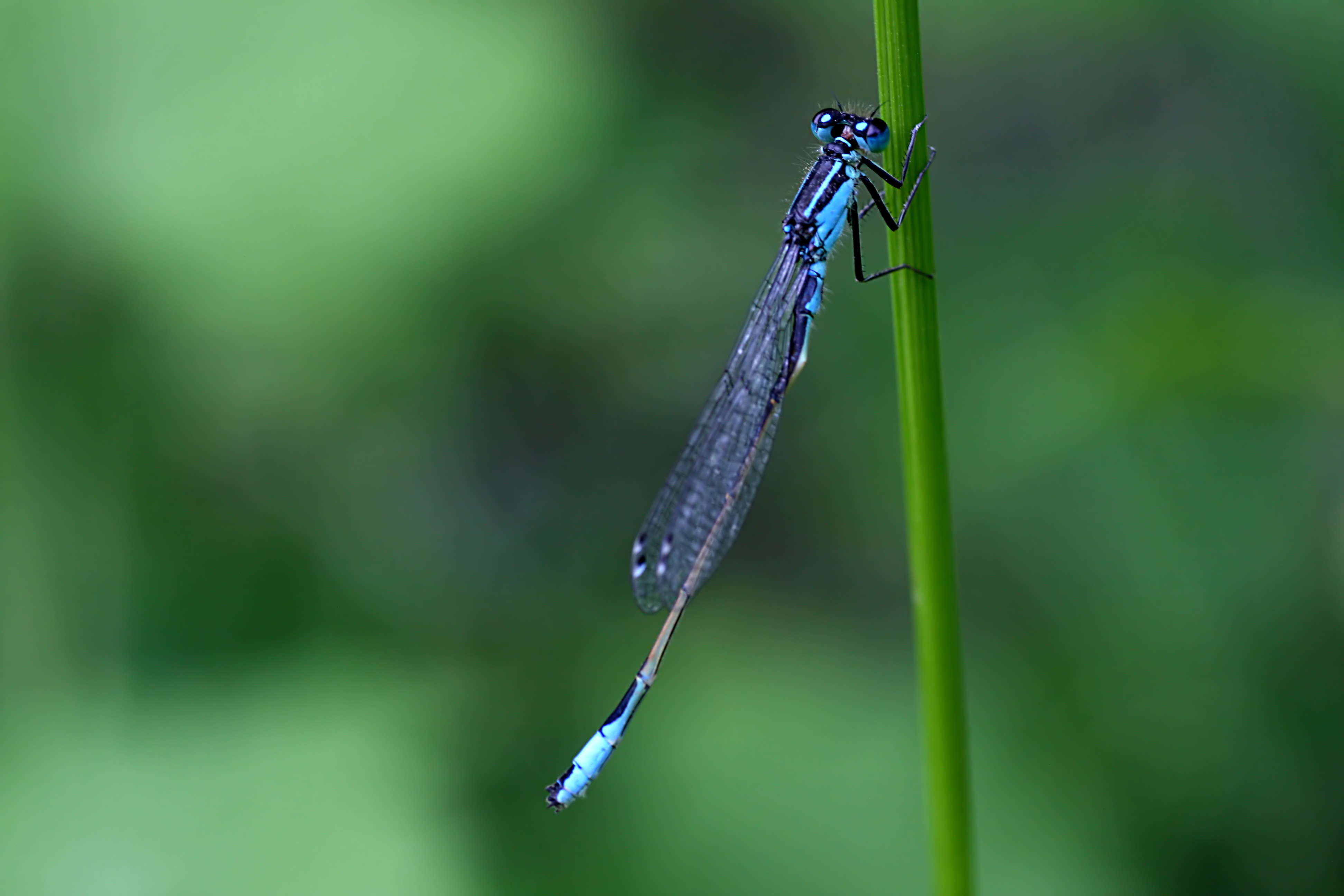 20080607170530.jpg