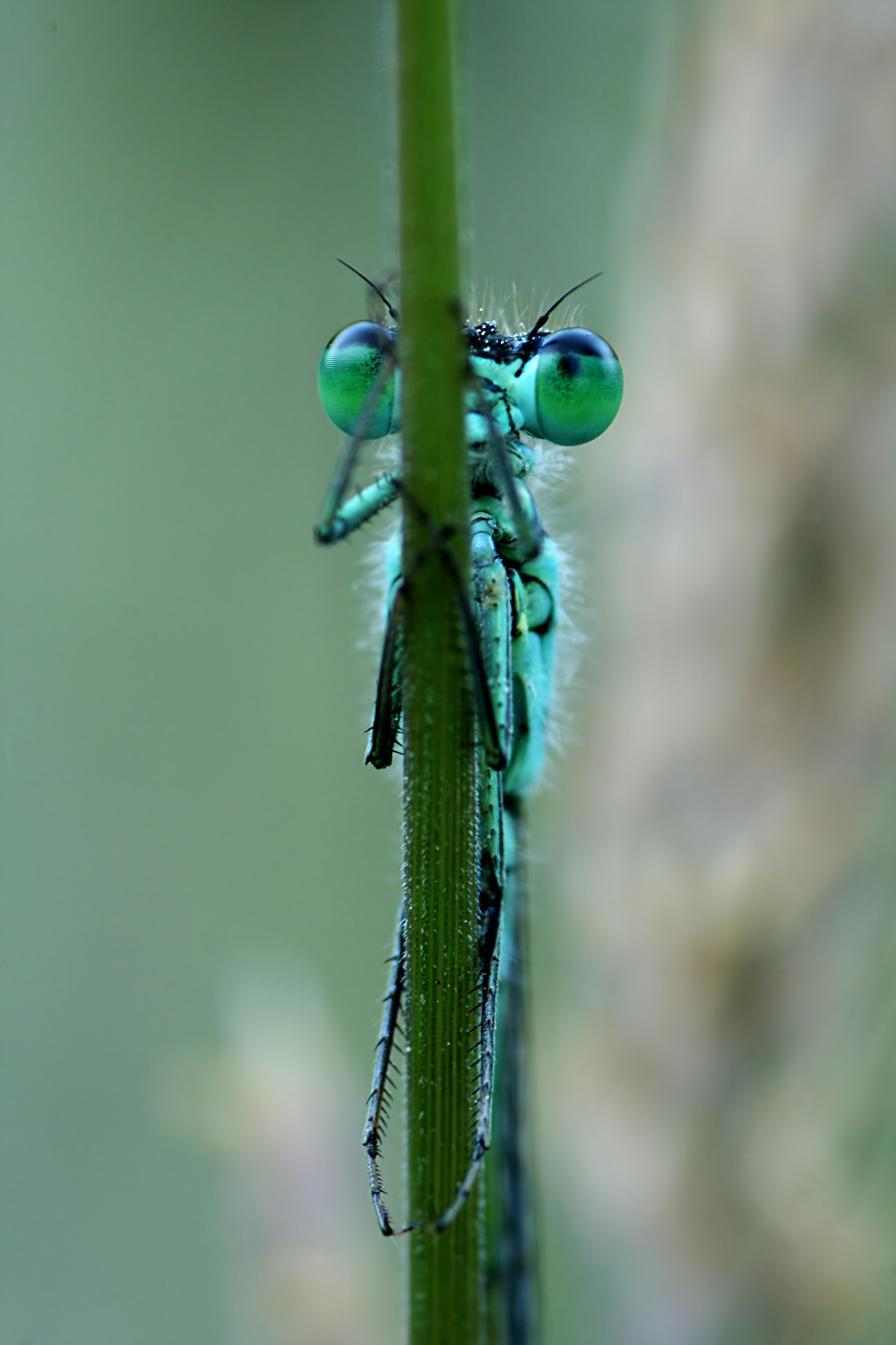 20080610065050.jpg
