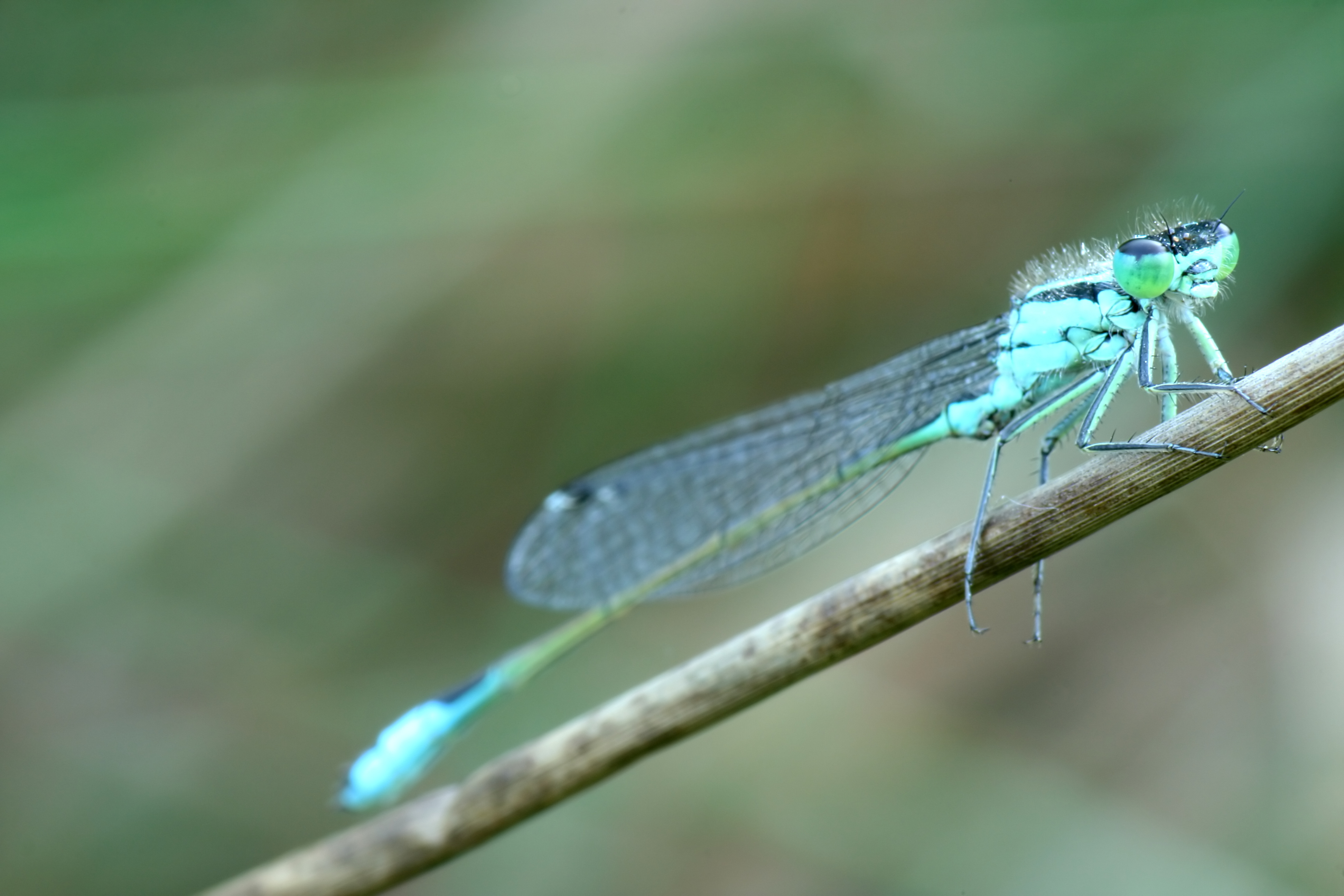 20080610072620.jpg