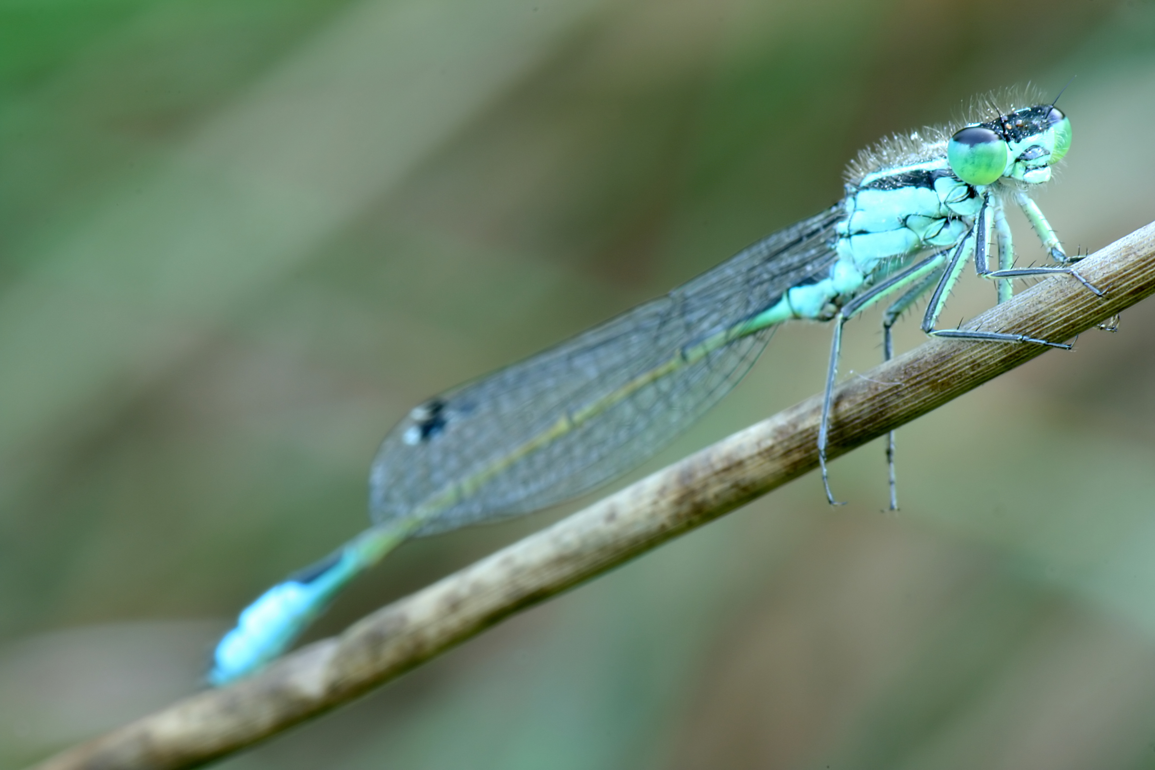 20080610072819.jpg