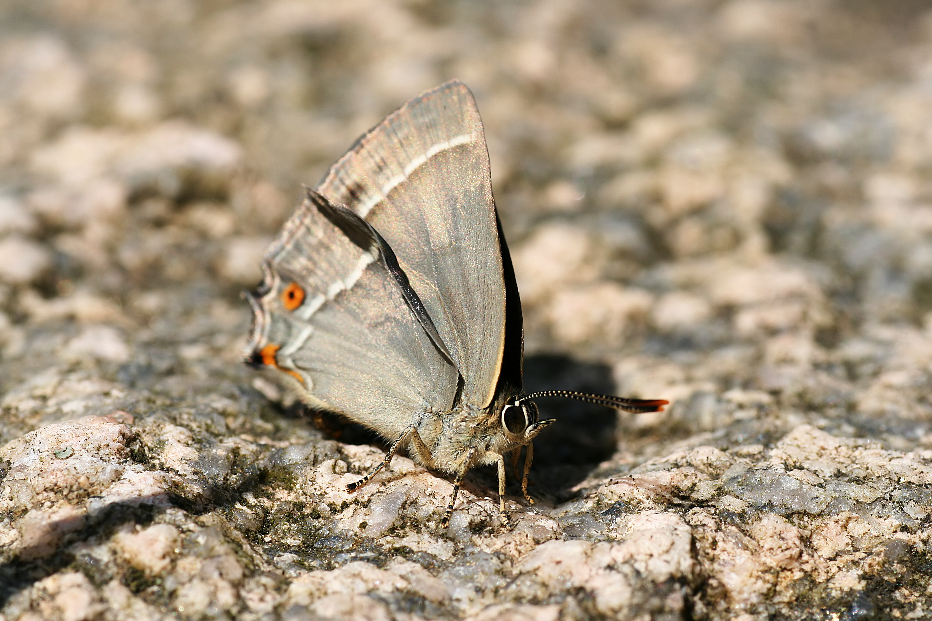 20080621134341.jpg