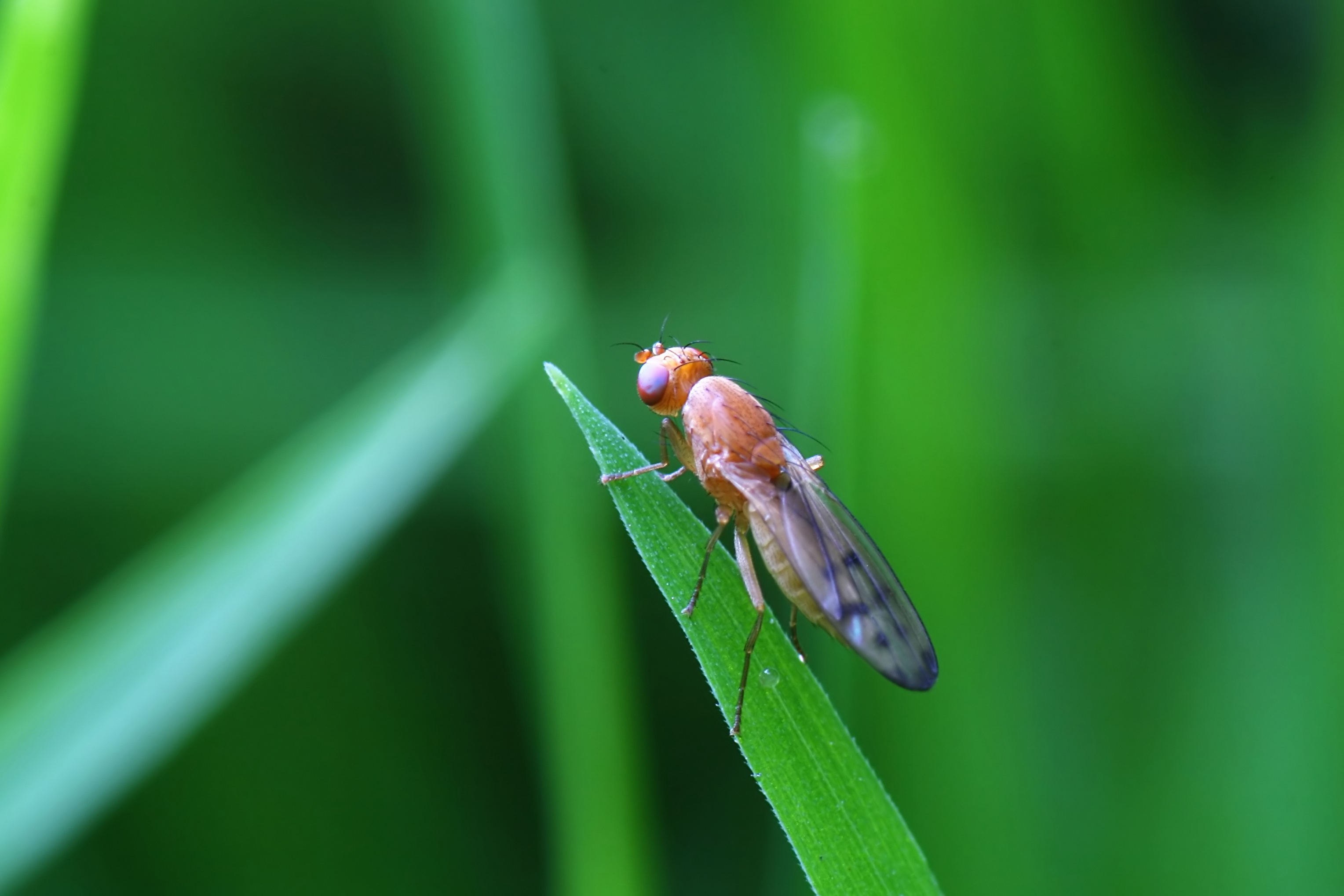 20080626060600.jpg